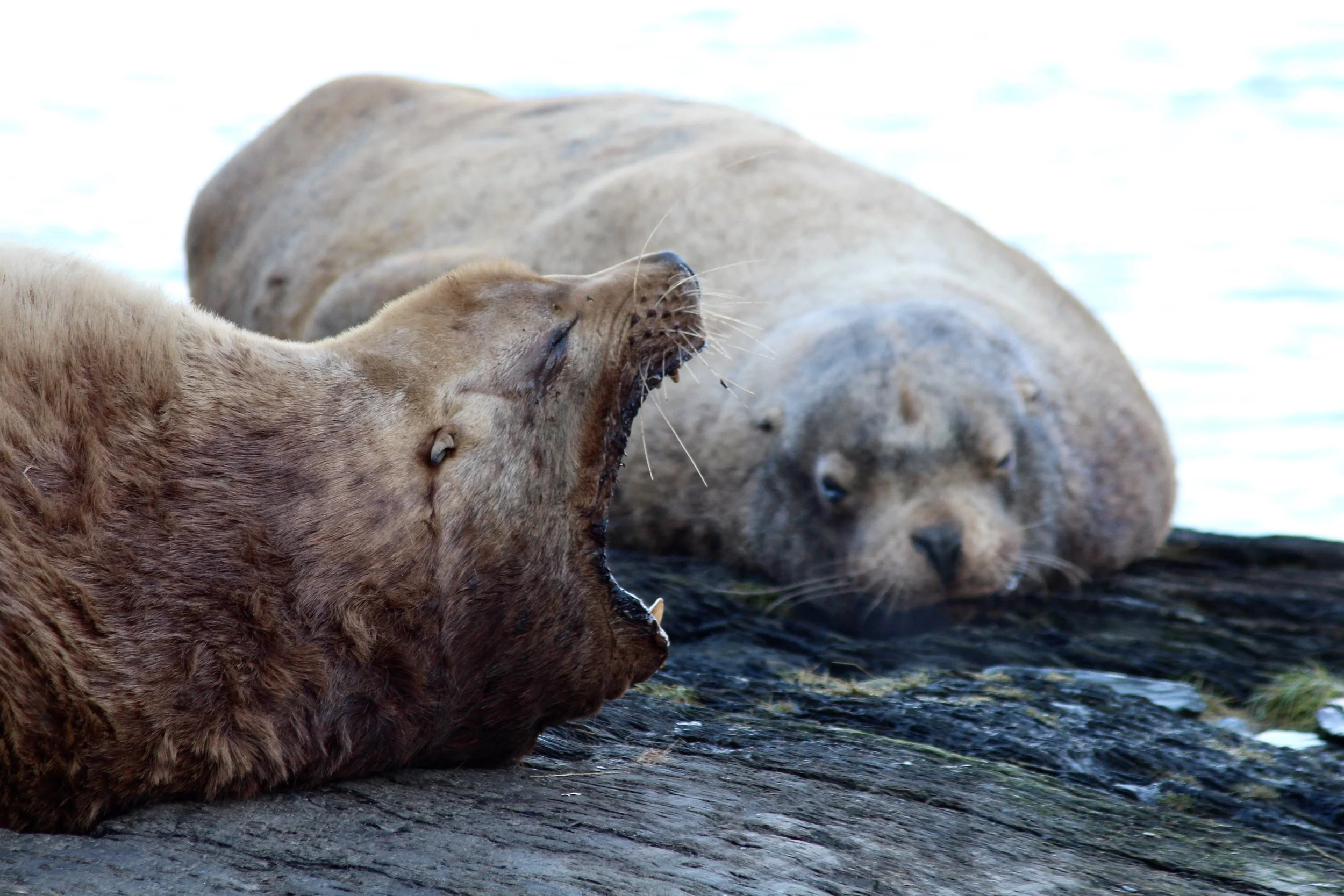 Three seals resting on a rock near water, with one seal yawning or barking.