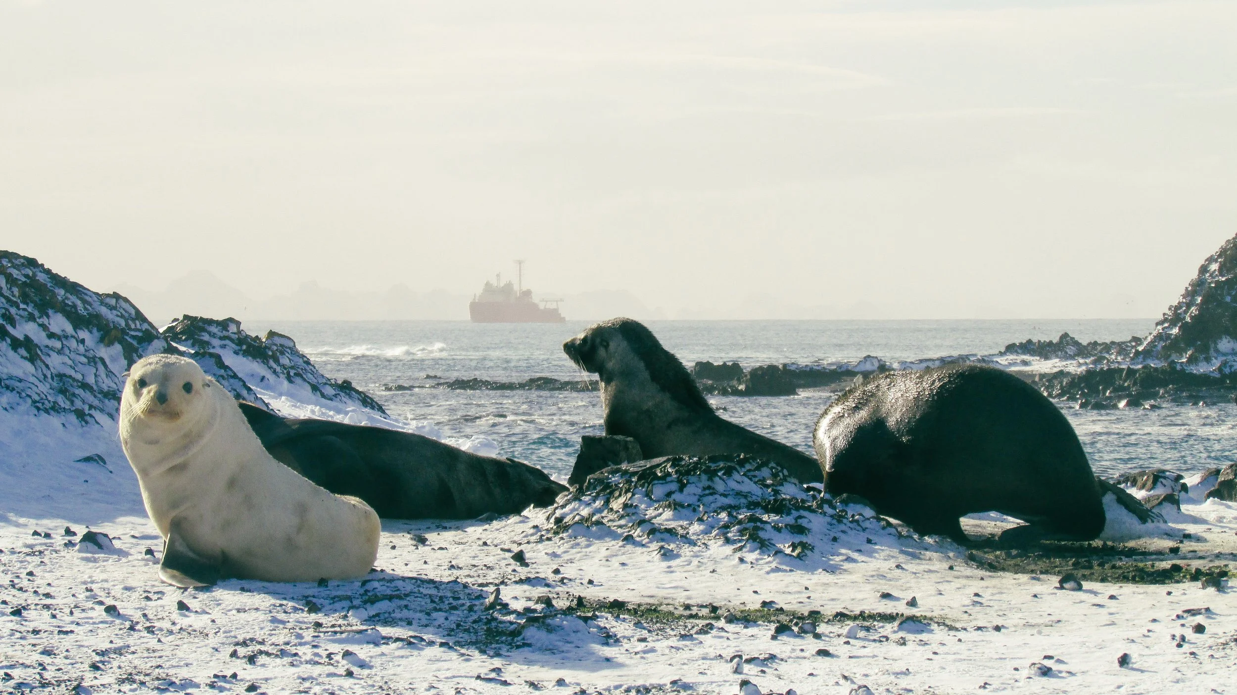 A group of seals resting on a snowy beach with the ocean in the background and a ship on the horizon.