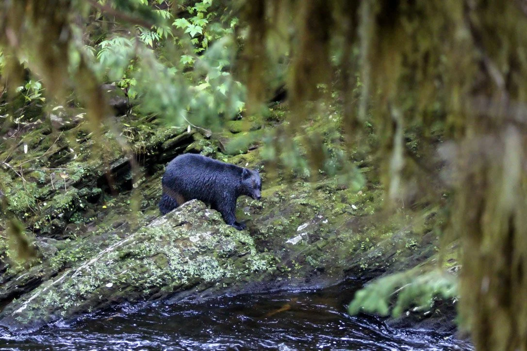 A black bear standing on rocks near a stream in a lush green forest.