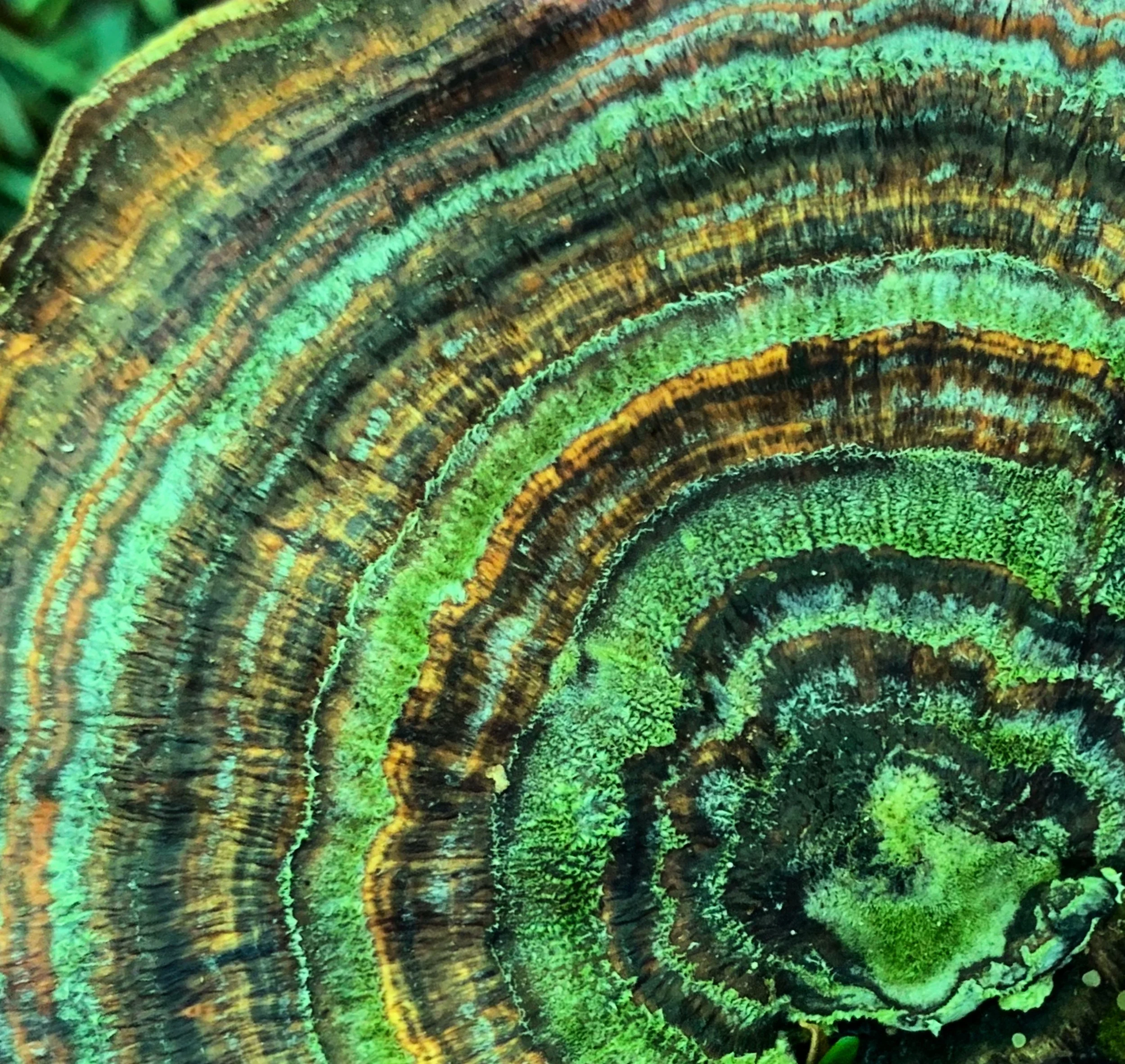 Close-up of a tree trunk with concentric rings of bright green, yellow, brown, and black moss and lichen.