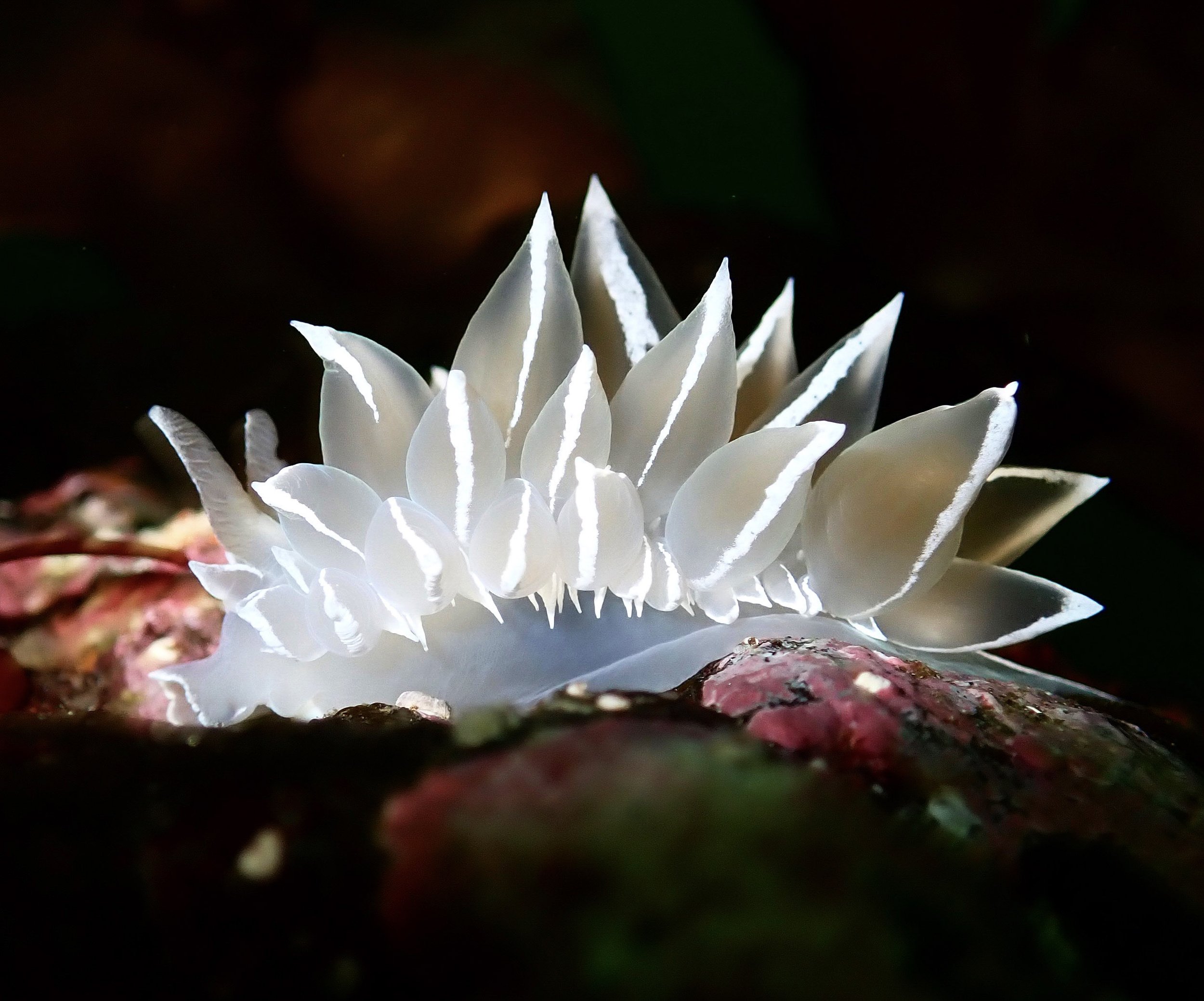 Close-up of a white succulent plant with pointed leaves, illuminated against a dark background.