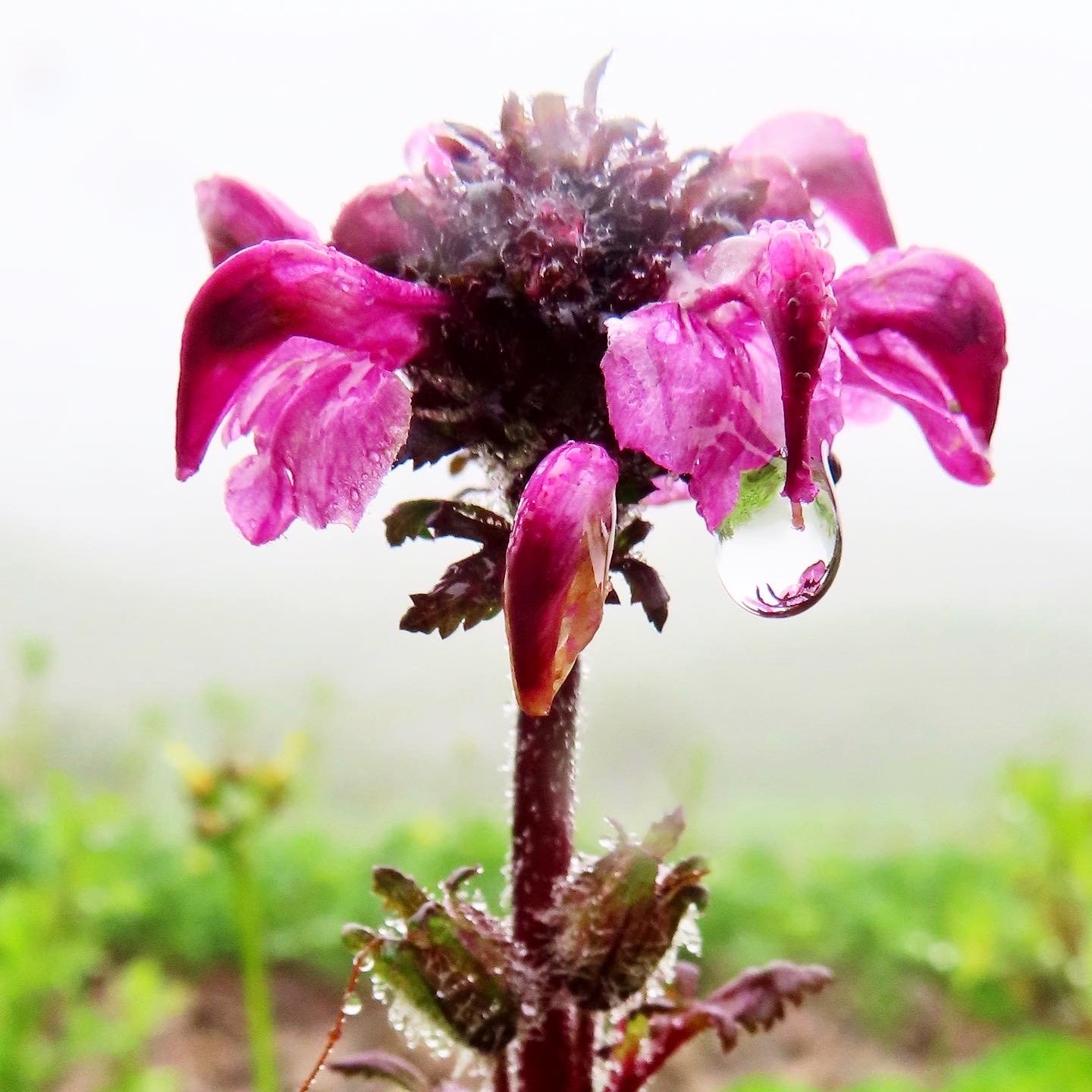 Close-up of a pink flower with water droplets and a raindrop hanging from one petal, with a blurry green background.