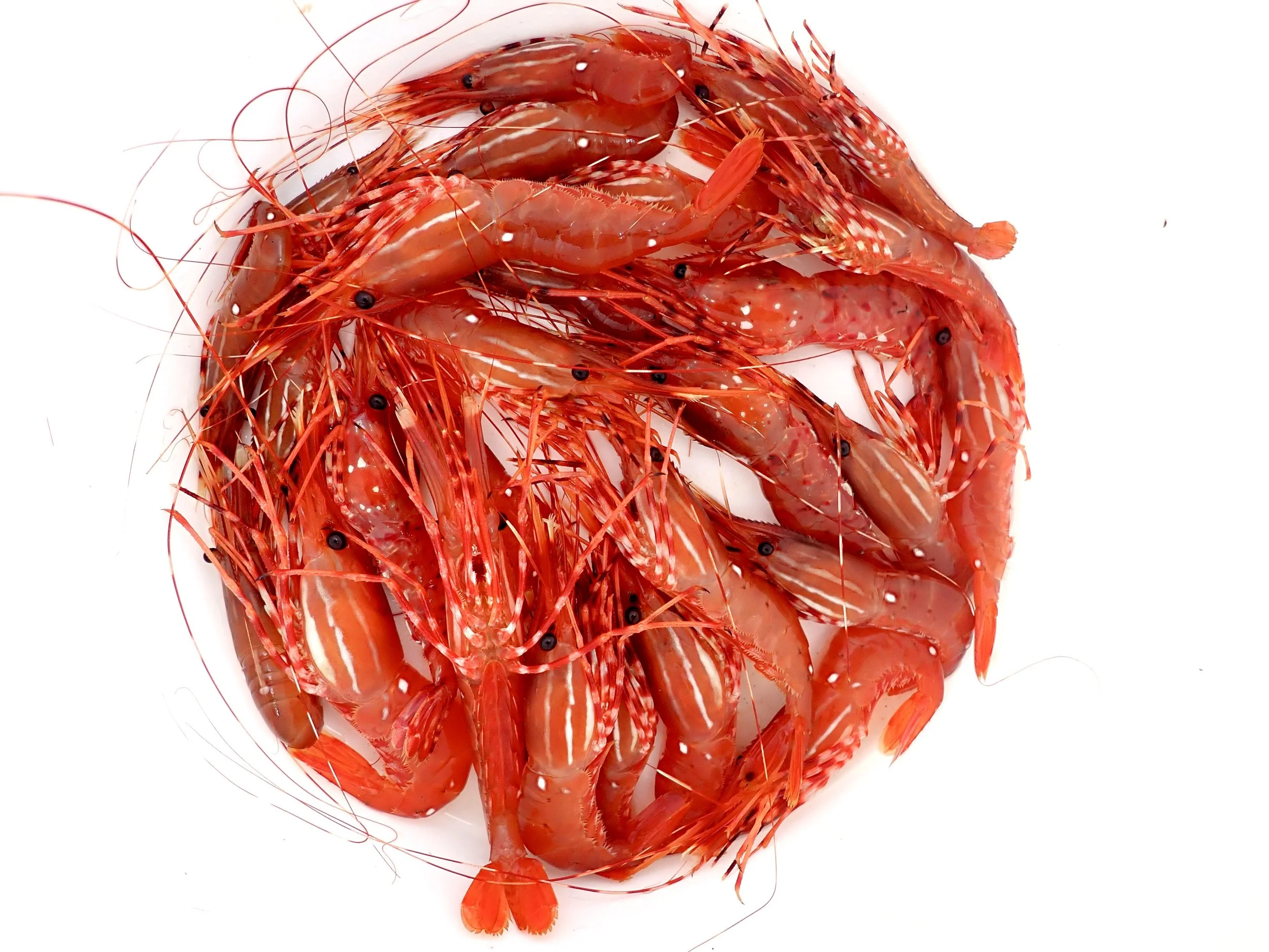 A collection of fresh red shrimp on a white background.
