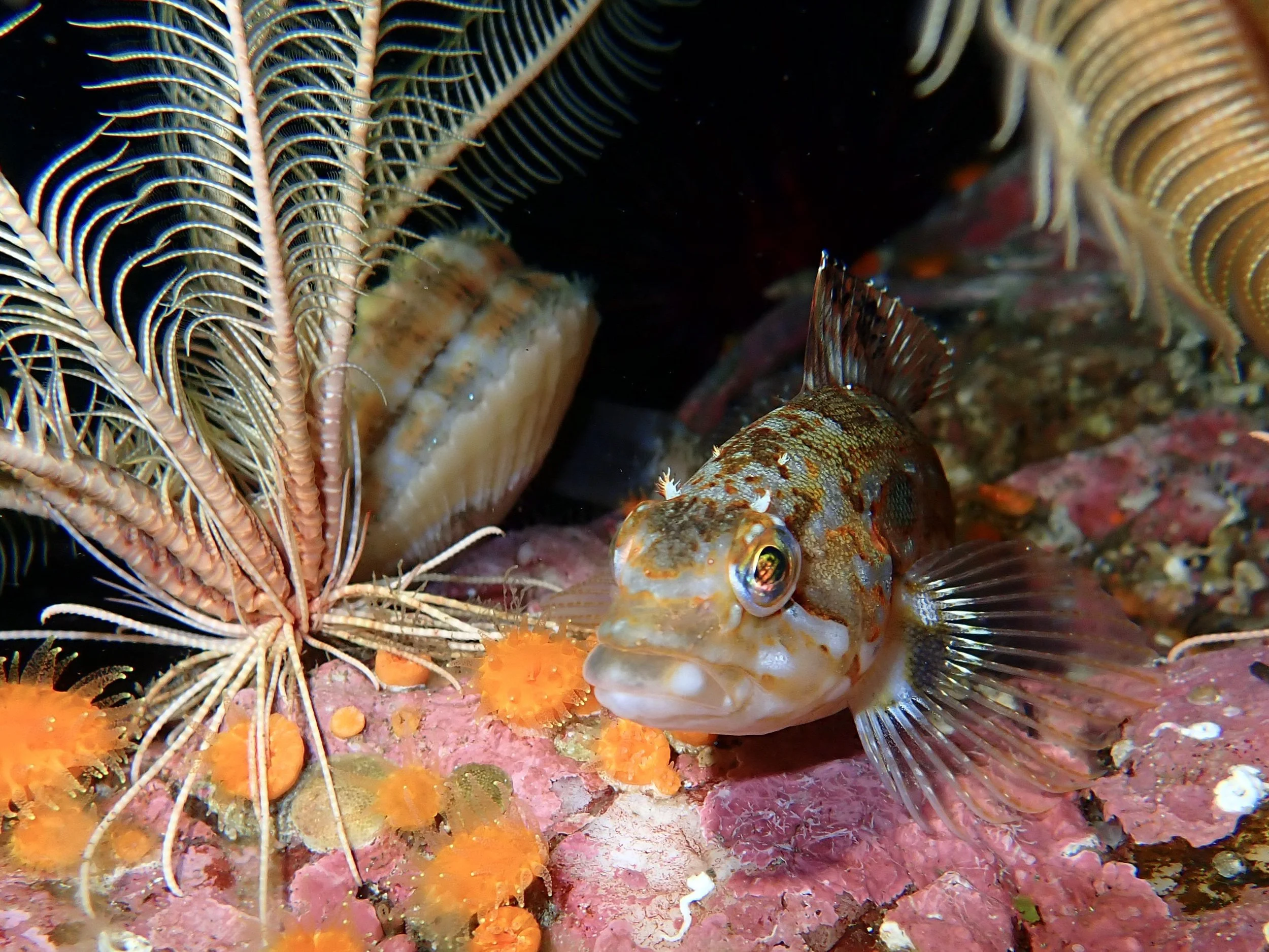 A small fish with a patterned body and large eye among coral and marine life on the ocean floor.