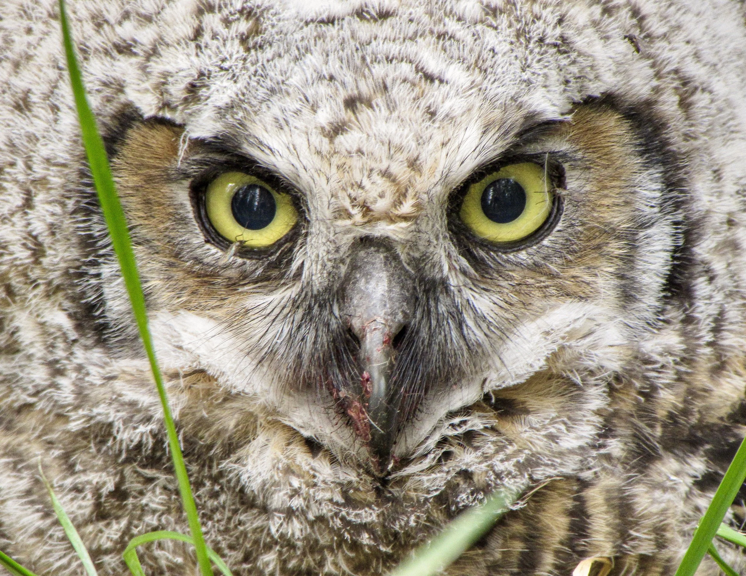 Close-up of a young owl with yellow eyes and fluffy feathers, partially obscured by green grass blades.