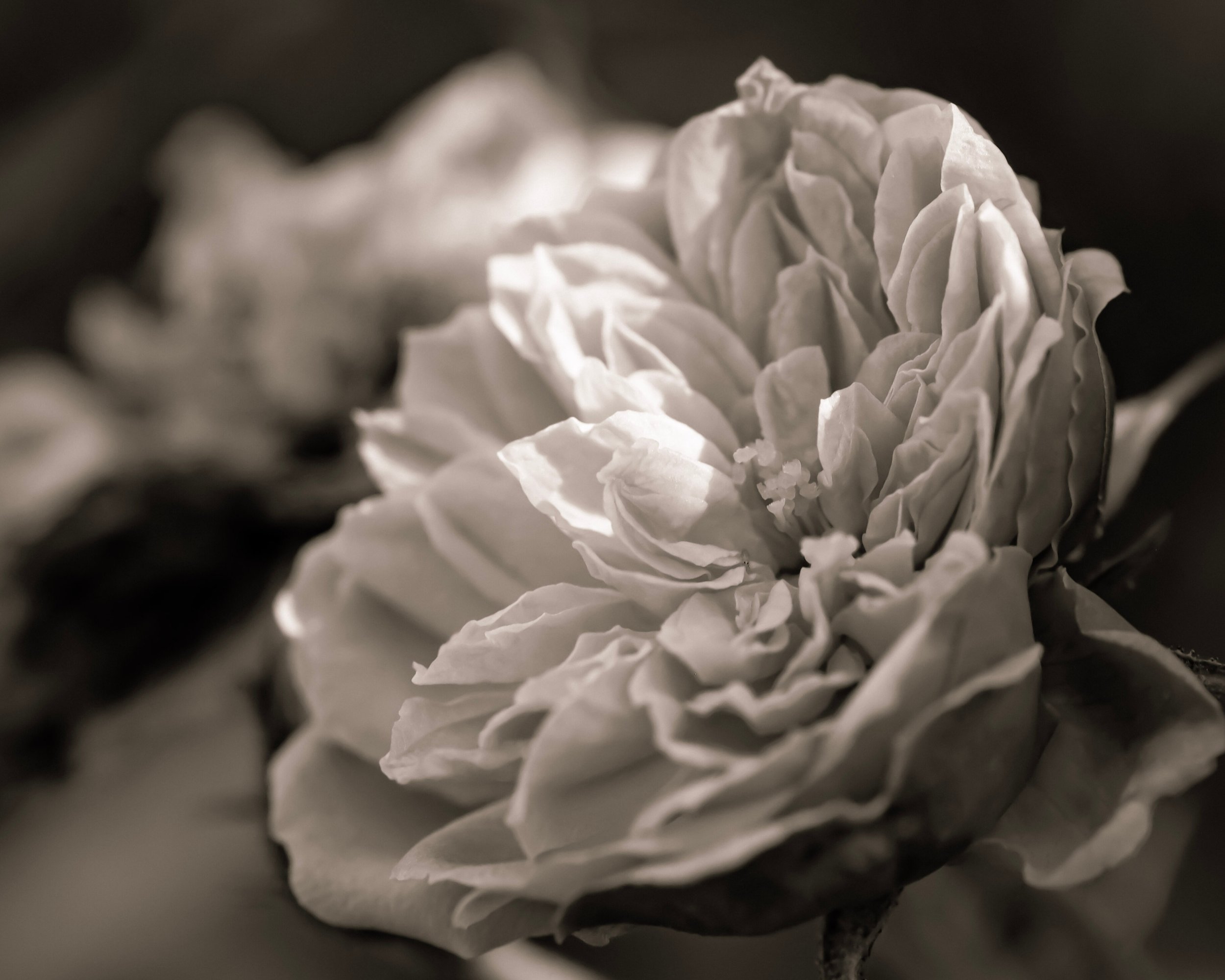 Jill Weingarten-Stein Gentle Shade.jpg