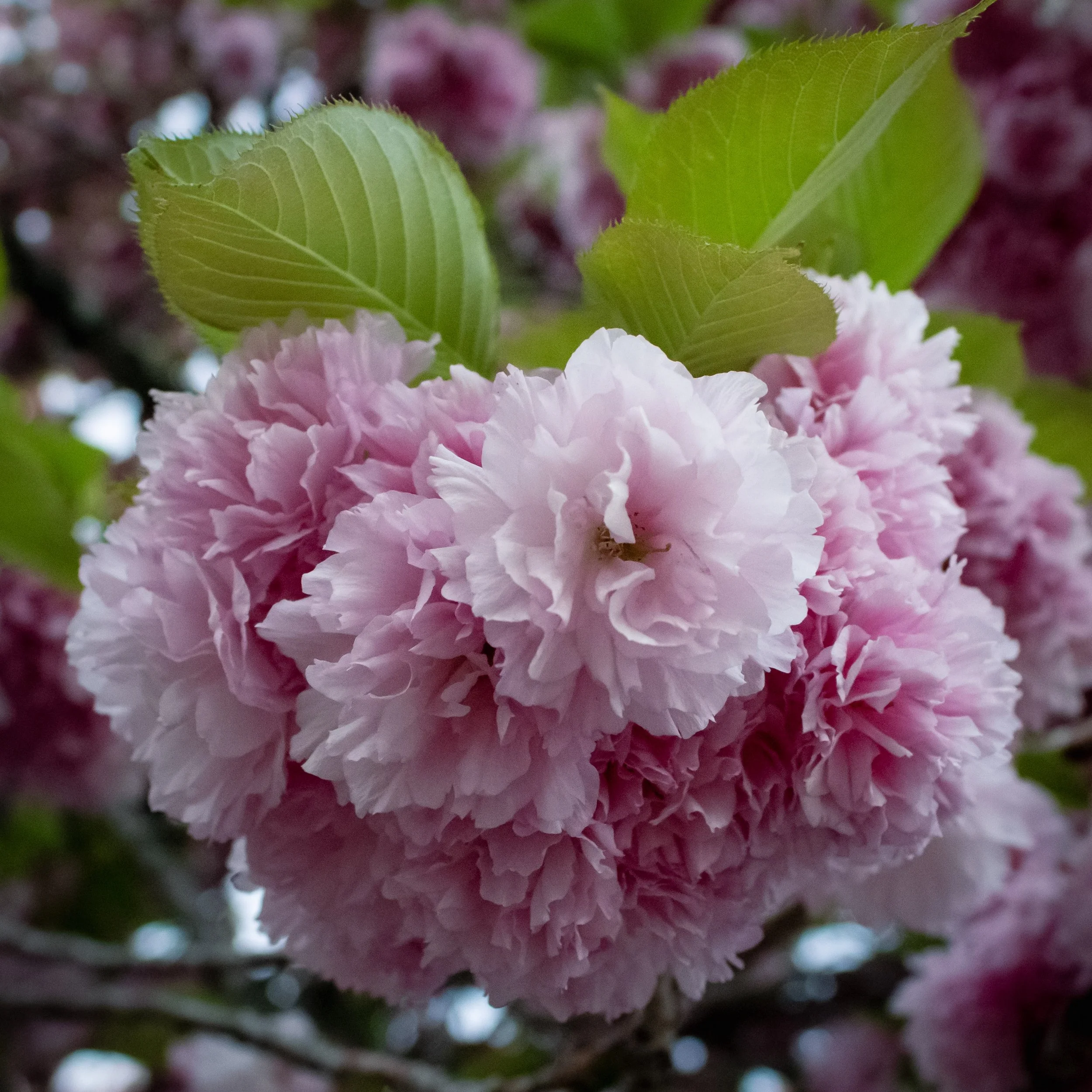 Spring Bloom_JillWeingartenStein.jpg