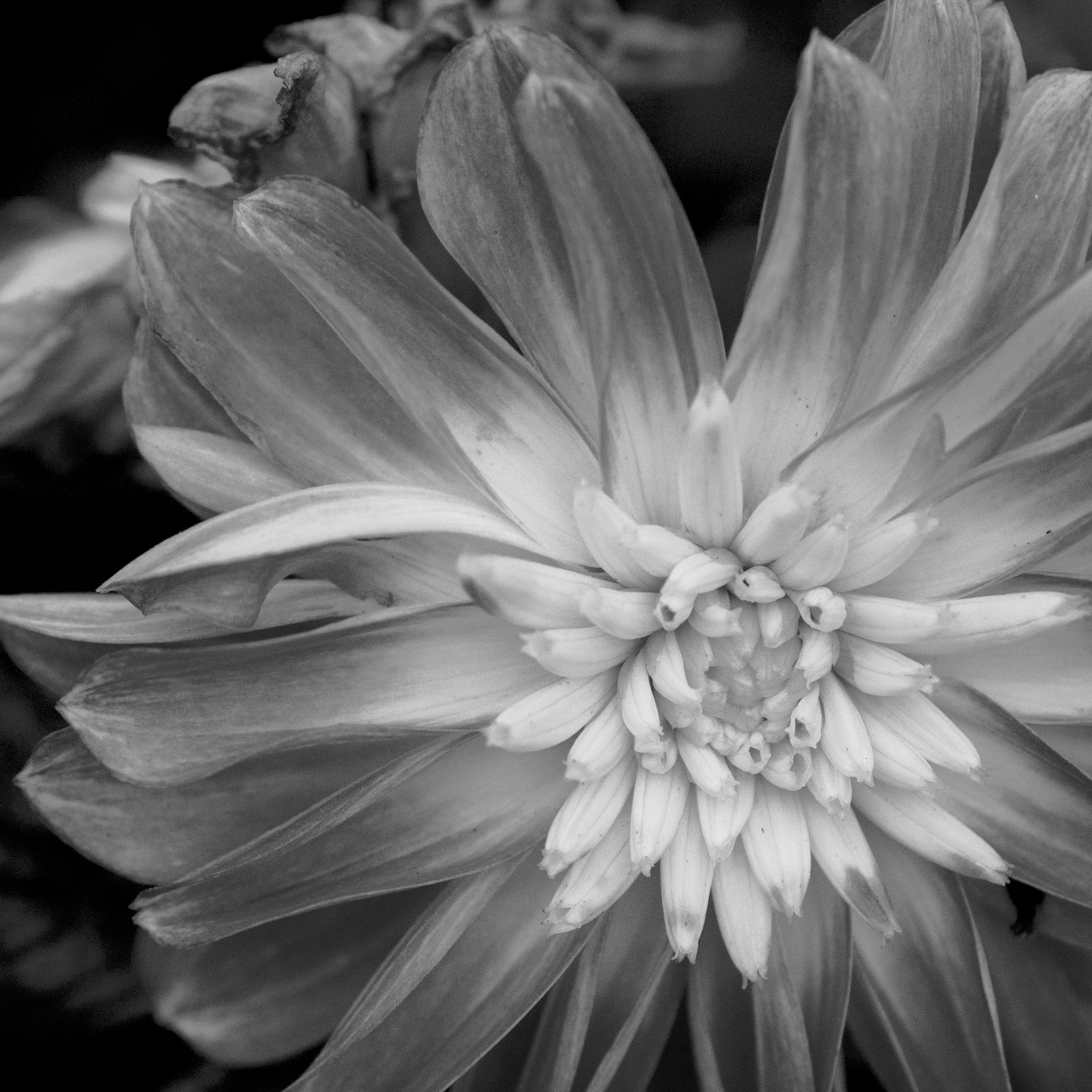 Jill Weingarten-Stein Botanical Pinnacle.jpg