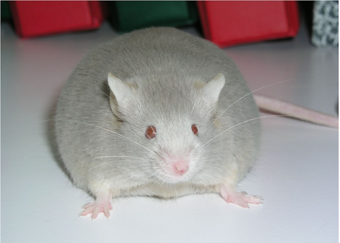 Mouse Models for Alström 