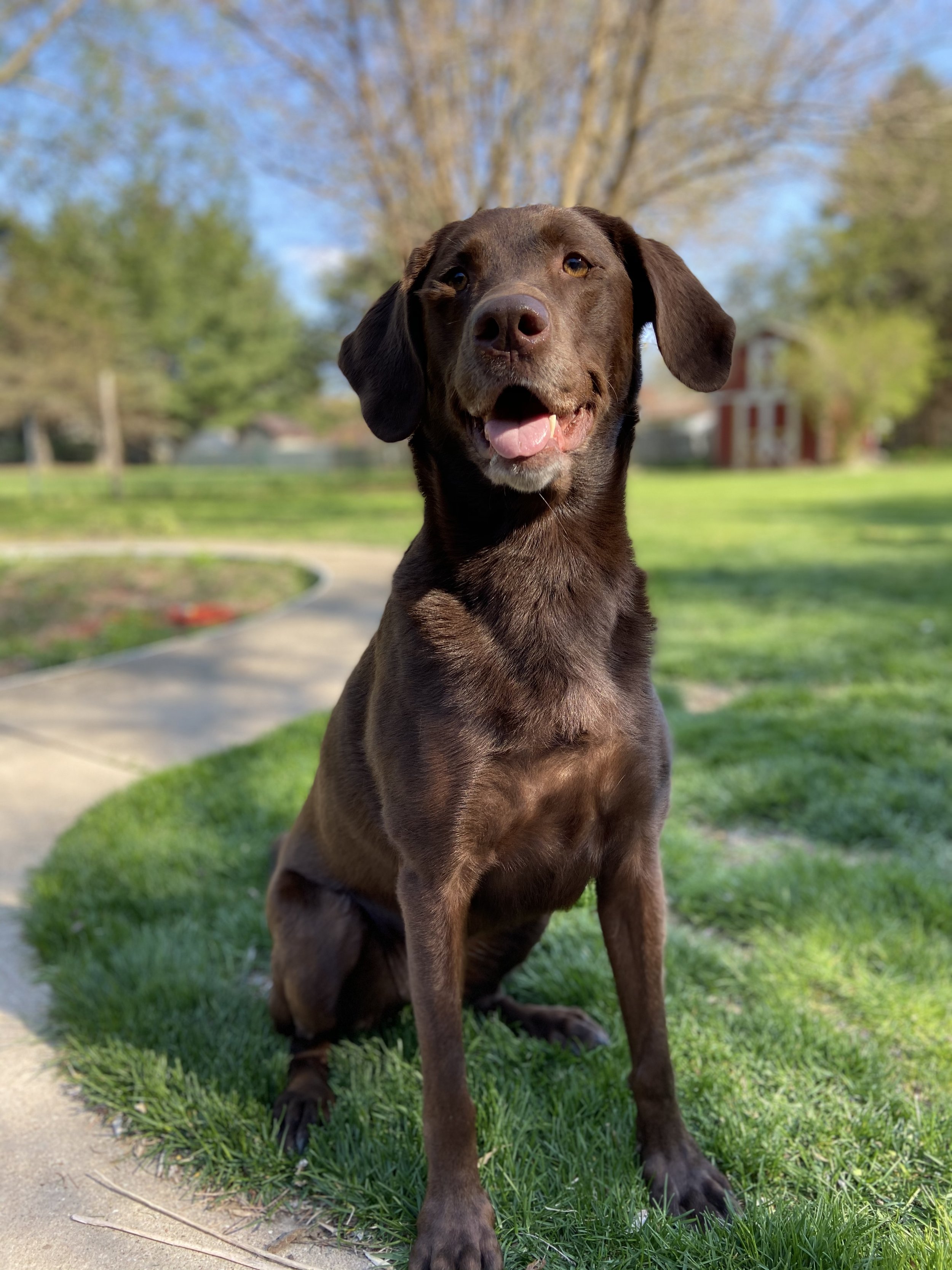 A brown dog sitting on a grassy park path with a sunny background of trees and a house, looking happy with tongue slightly out.