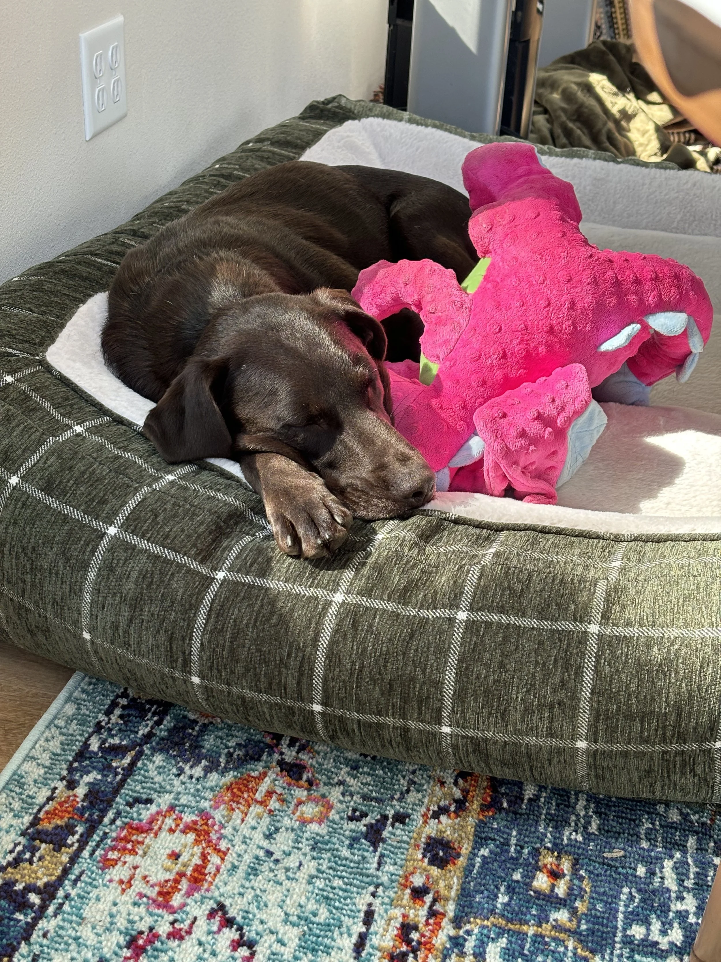 A brown dog sleeping on a dog bed with a pink plush dragon toy, in a room with a patterned rug and nearby furniture.