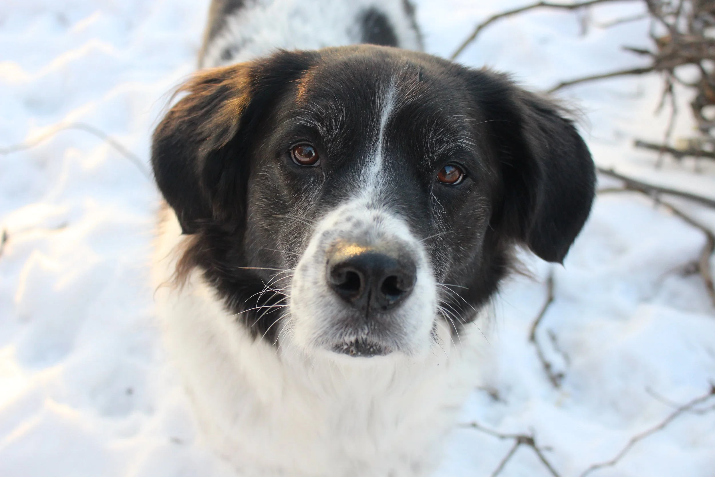 Close-up of a black and white dog with brown eyes in a snowy outdoor setting.