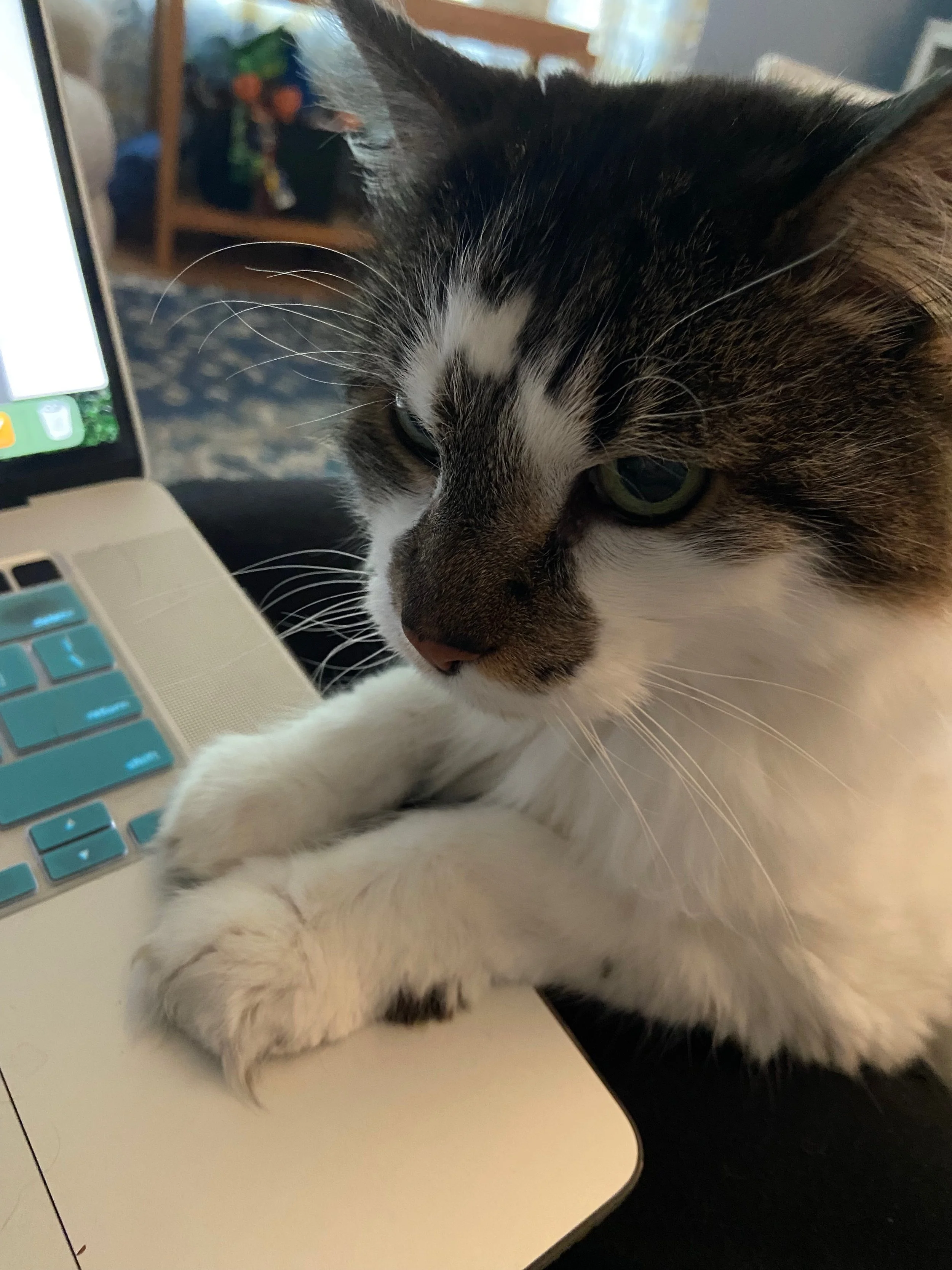 Close-up of a tabby cat resting its paw on a laptop keyboard, with part of the laptop visible.