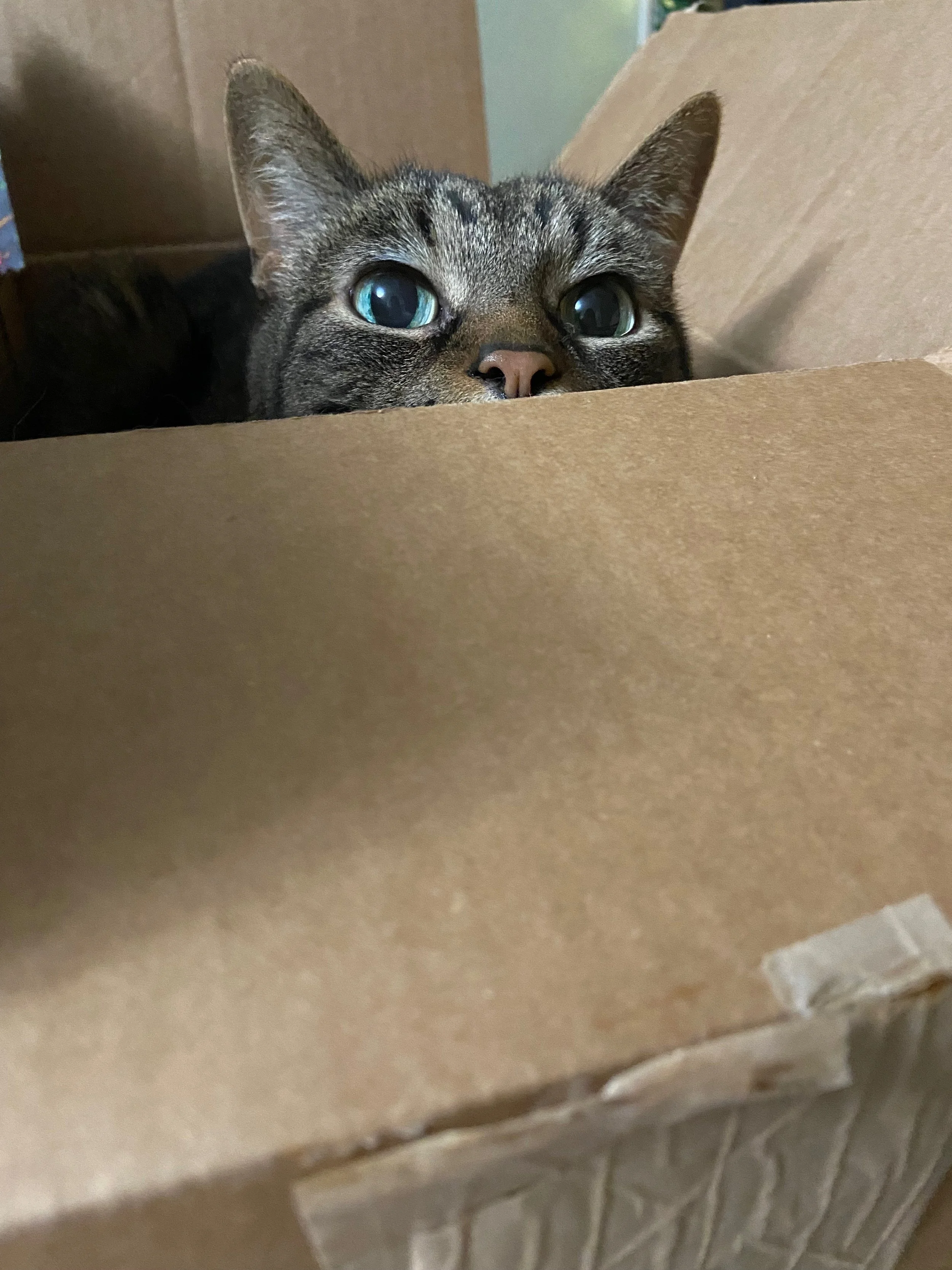 A close-up of a tabby cat with blue eyes peeking out from a cardboard box.