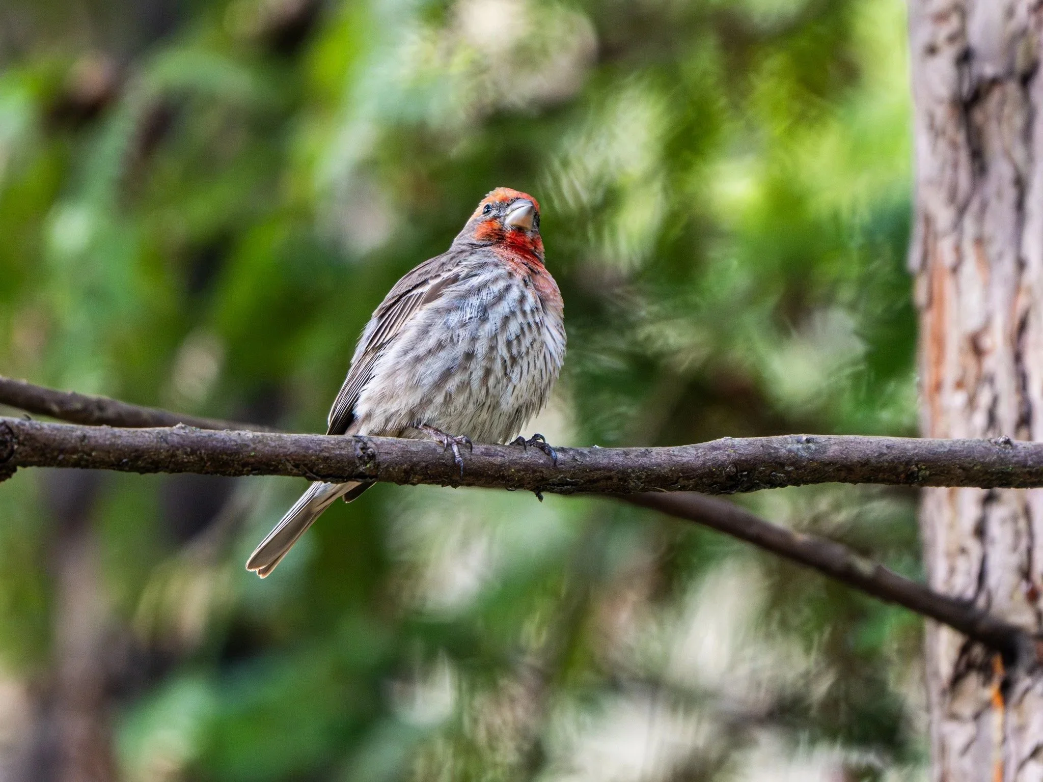 Local Finch with Attitude