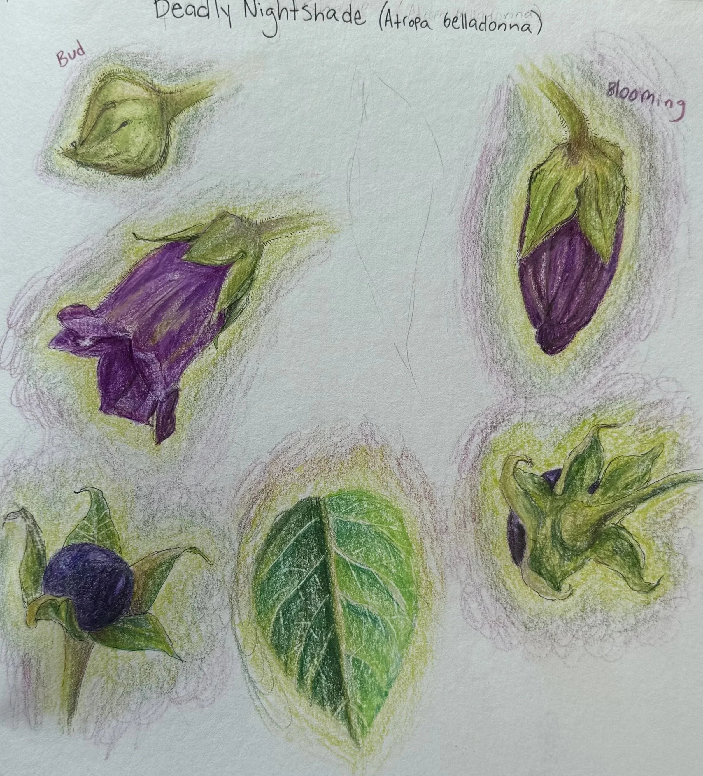 Nightshade Phases, coloured pencil, 2025