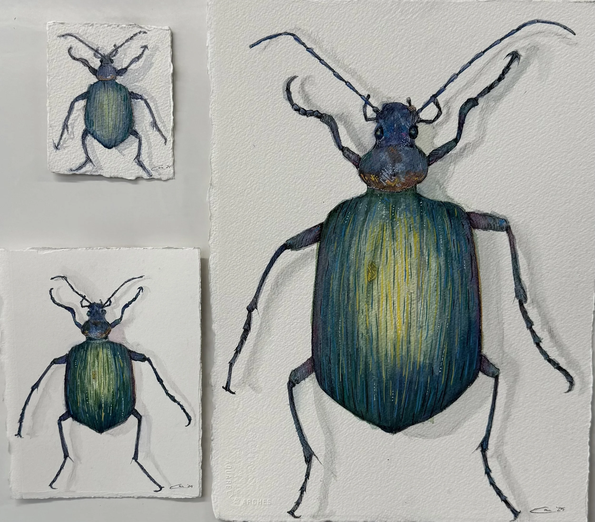 Fiery Searcher Beetle, Mixed Media, 2025