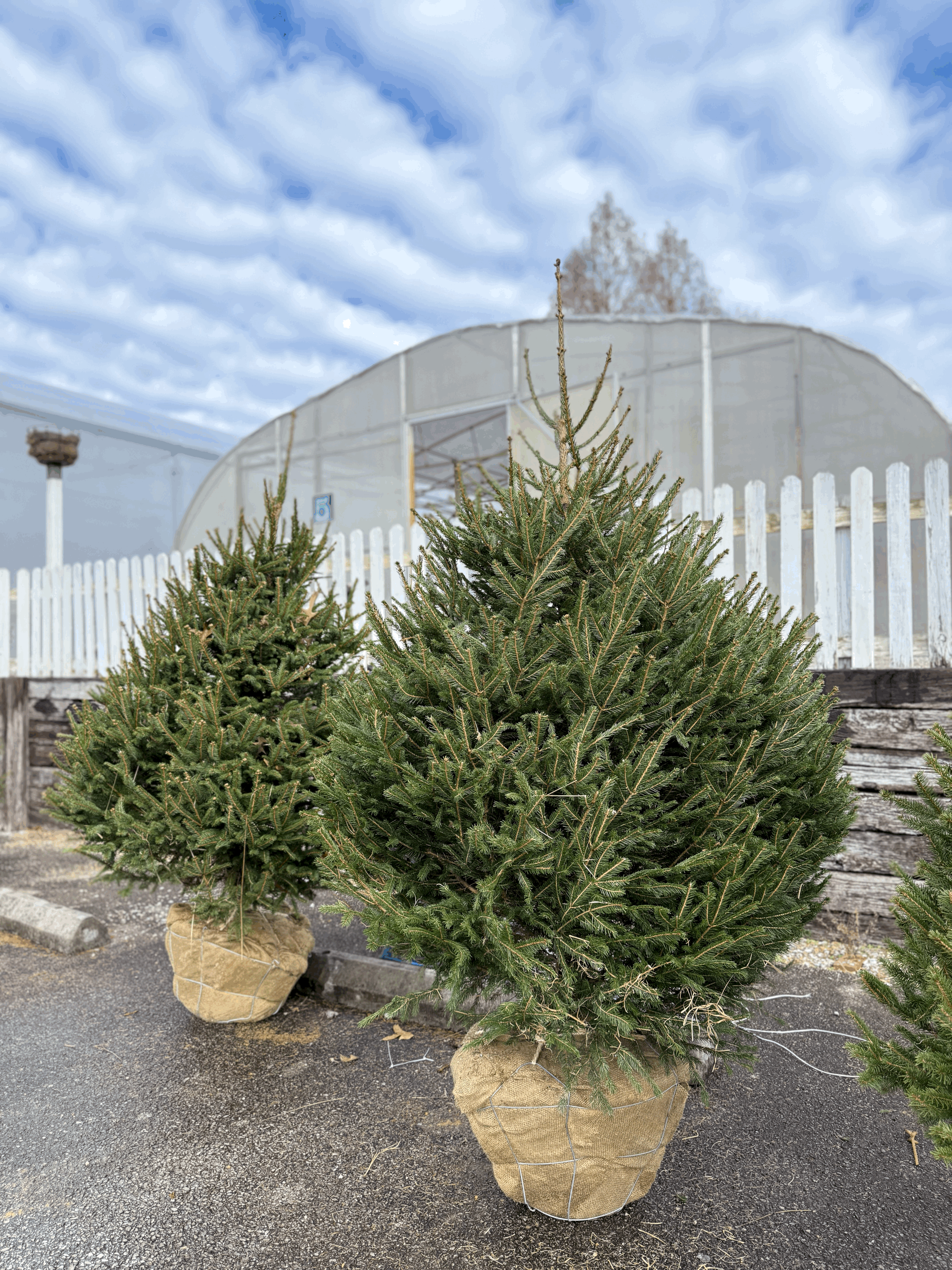 A living Christmas Tree tradition