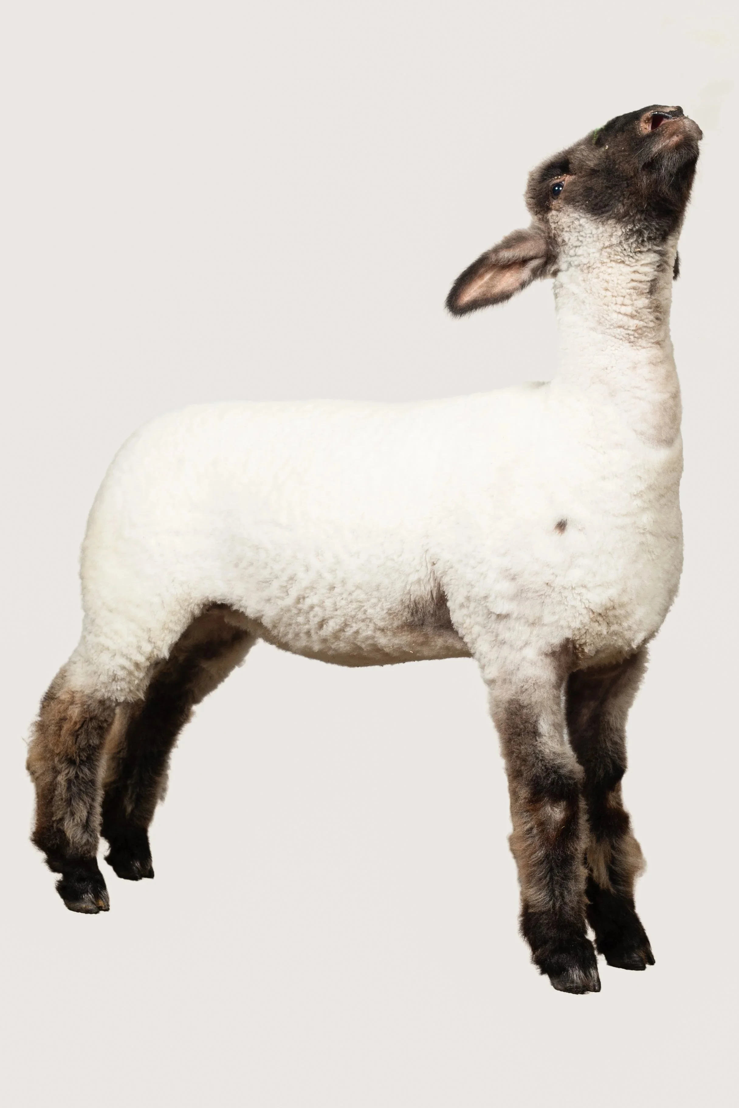Clean studio-style portrait of a young lamb on a white background, photographed for FFA, 4H, and livestock show marketing. Professional agricultural and animal portrait photography in Texas, perfect for fair entries, sale listings, and awards.