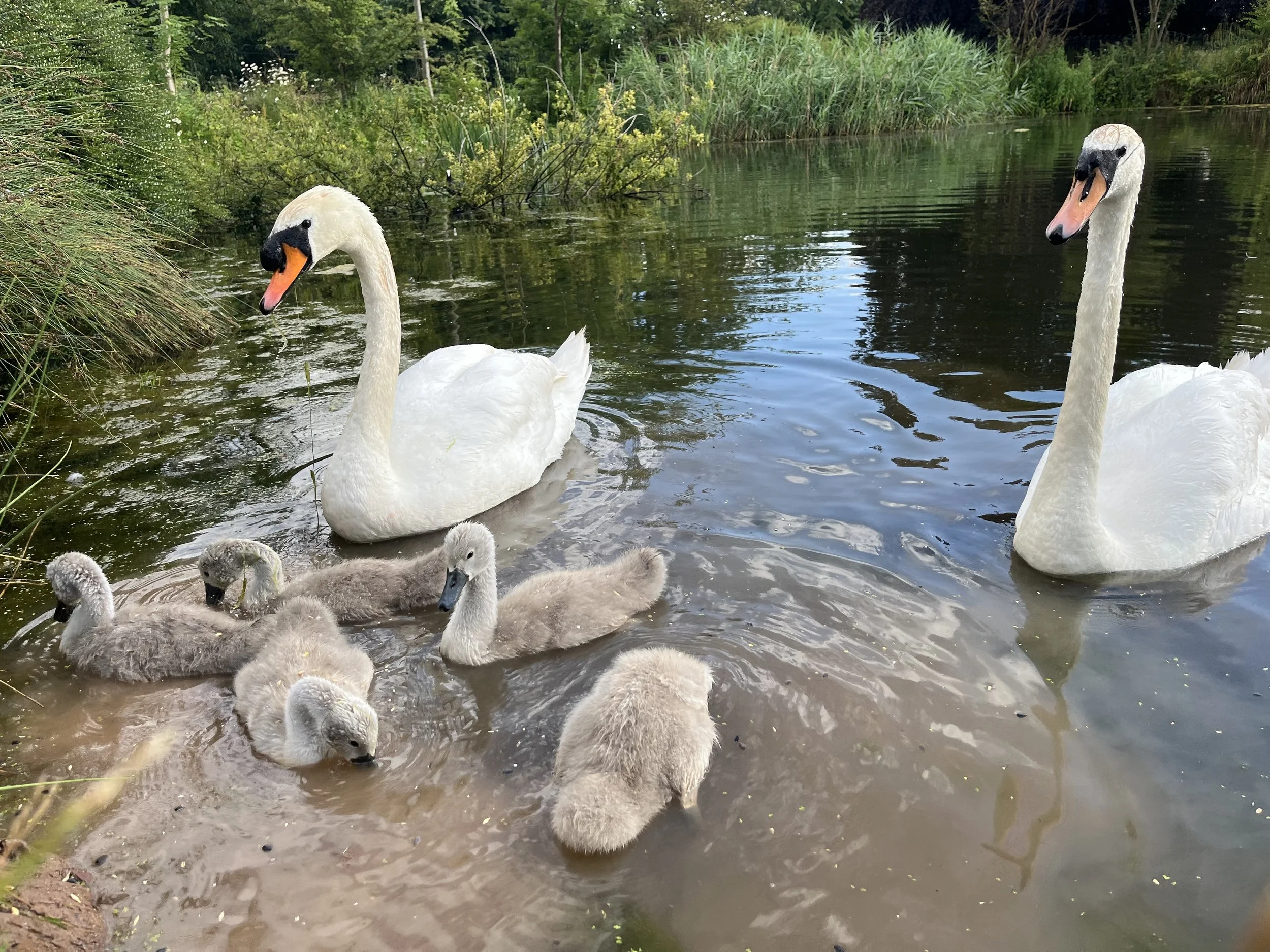 Wildlife at Prince's Park © Corin Evans