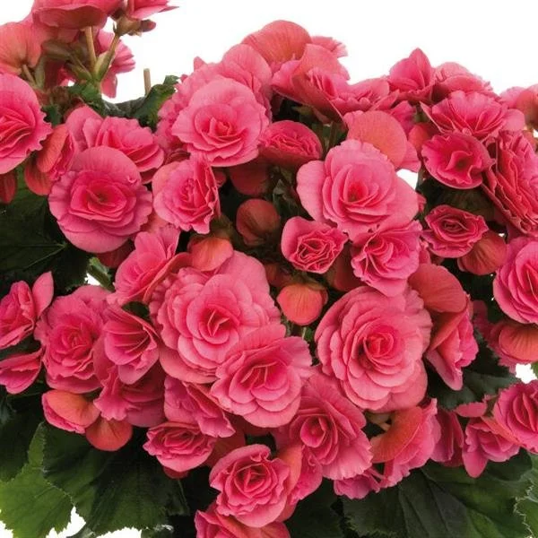 Begonia Berseba Pink