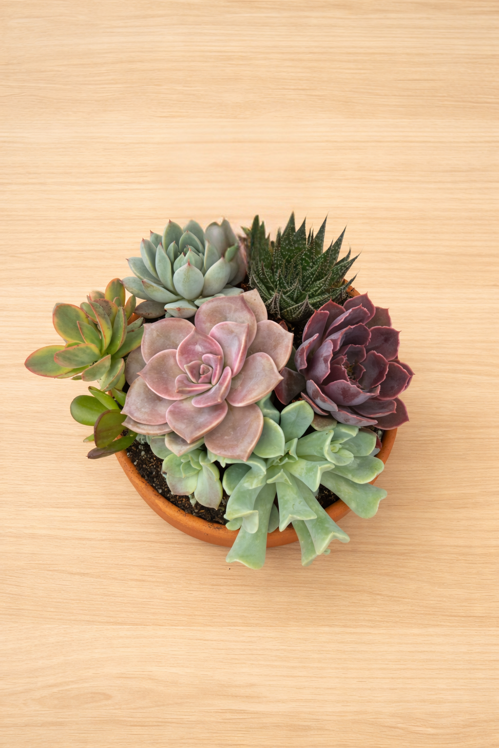 Succulent love in terracotta pot - Edited.png