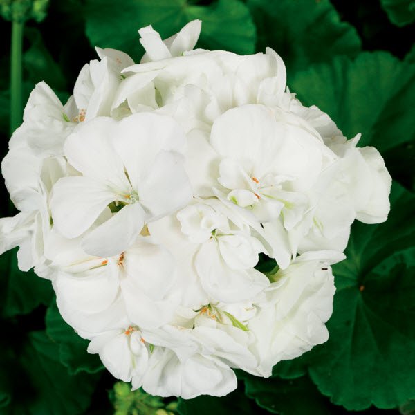 Zonal Geranium Americana White
