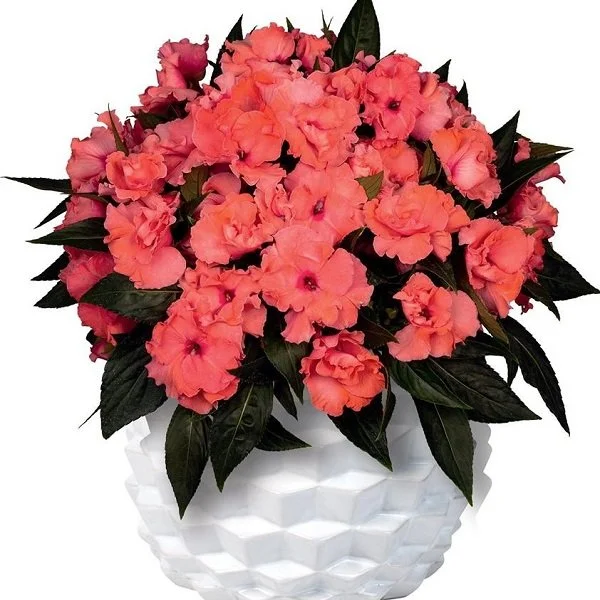 SunPatiens Tangy Taffy Impatiens