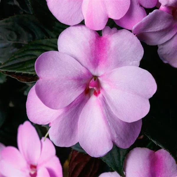 SunPatiens Compact Lavender Splash Impatiens