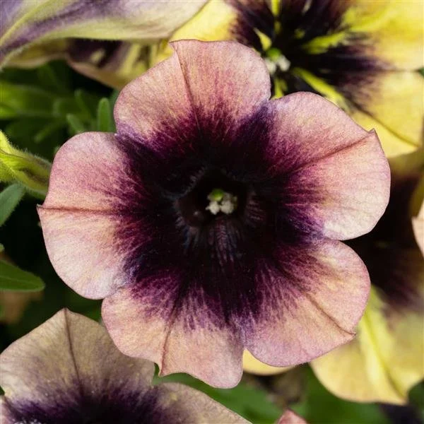 Petunia Ray Shadow