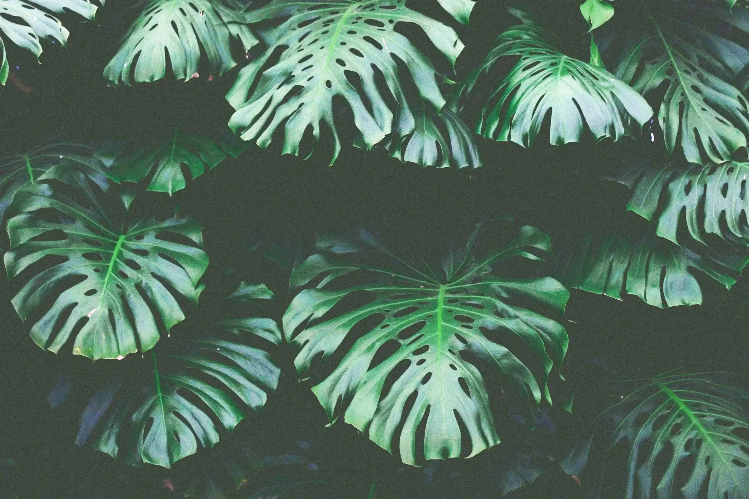 Multiple large green monstera leaves with characteristic holes, overlapping each other.