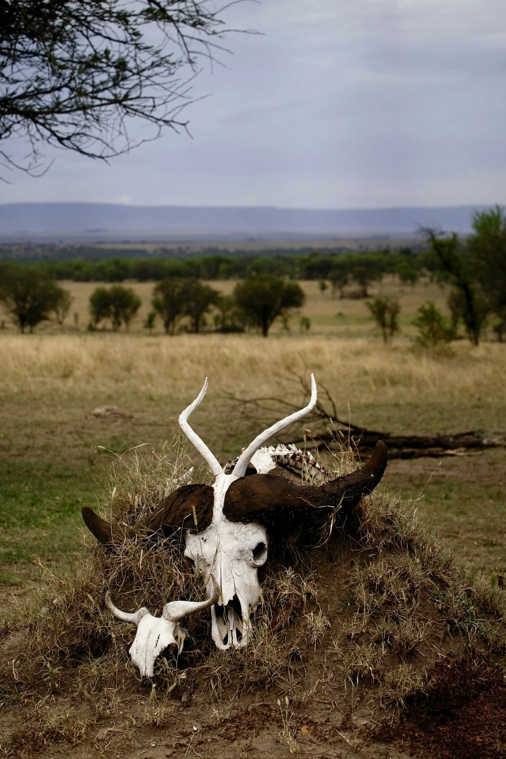 The image shows a large animal skull with antlers, decorated with dried grass, lying on the ground in a grassy plain with sparse trees and hills in the background under a cloudy sky.