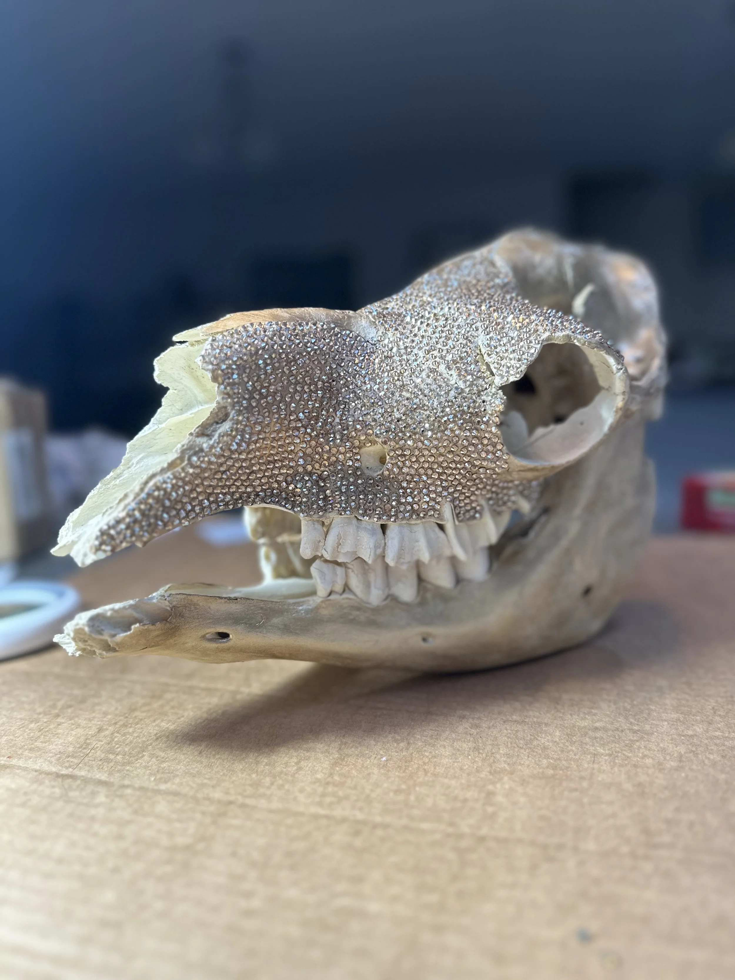 A close-up of a skull of a small animal, possibly a rodent or bird, with the top part of the skull and jaw visible, resting on a flat surface.