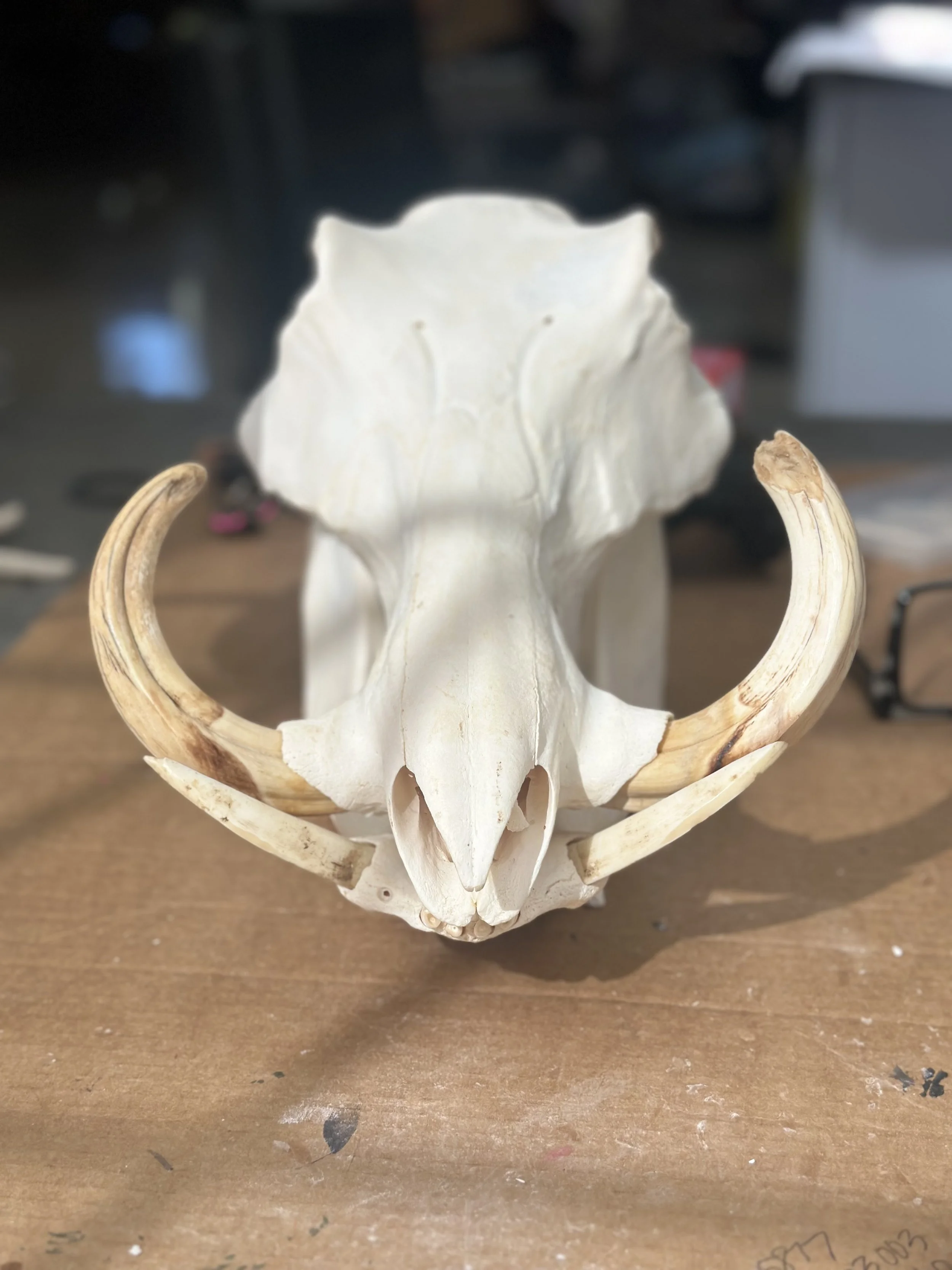 Animal skull with prominent curved horns placed on a wooden surface.