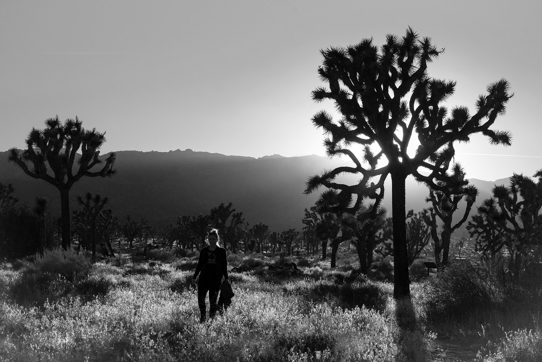 A person walking through a desert landscape with Joshua trees, backlit by the sun, in black and white.
