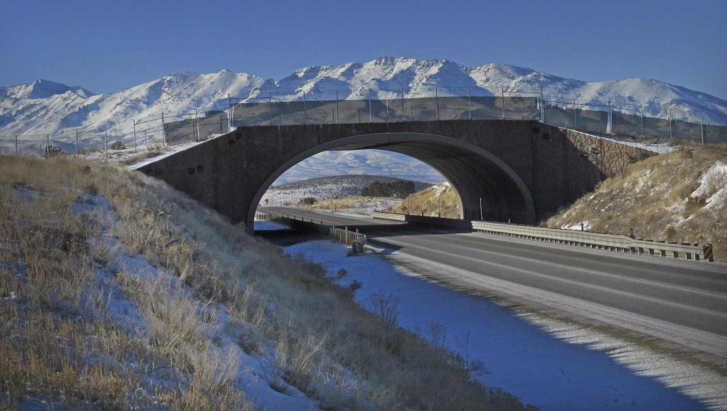 Wildlife crossings save lives