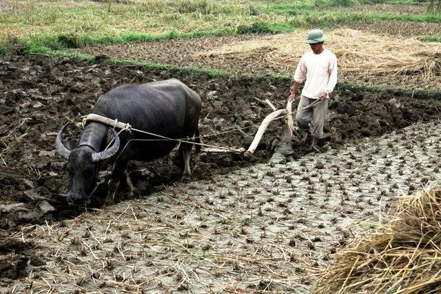 04 peasant farmer IMG_7736.JPG