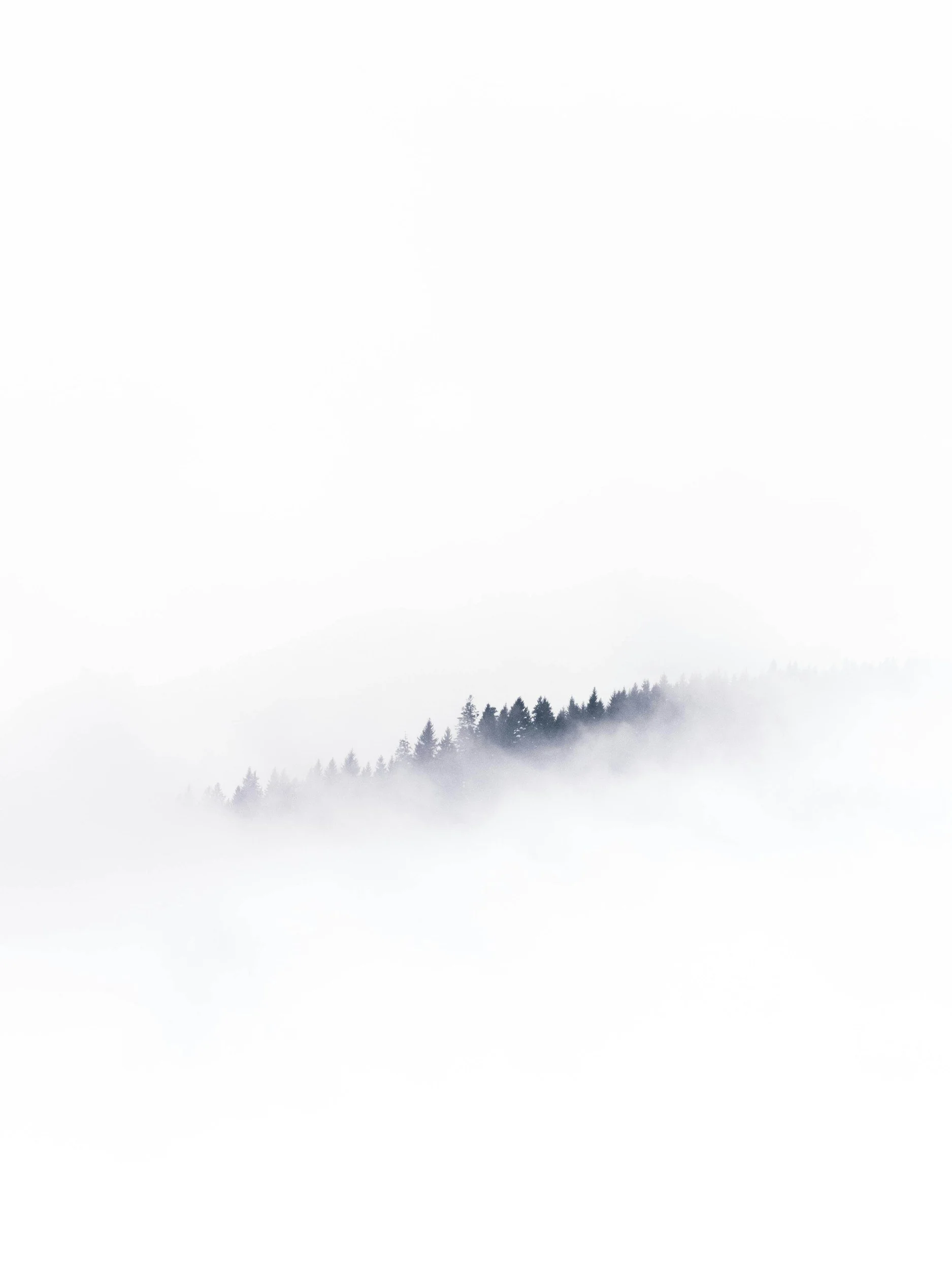 A foggy landscape with a line of pine trees visible through the mist.