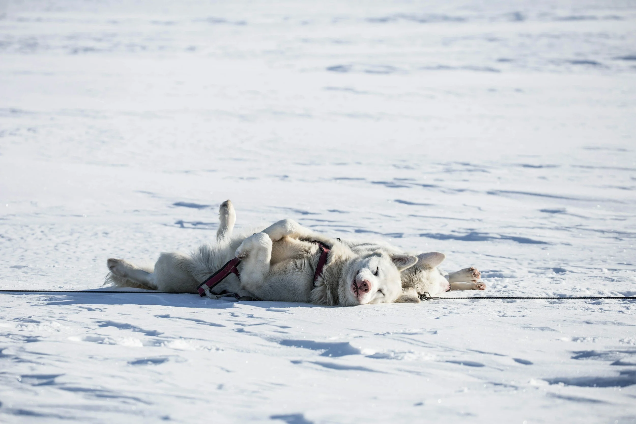 Two huskies lying on their backs and relaxing in the snow during daytime.