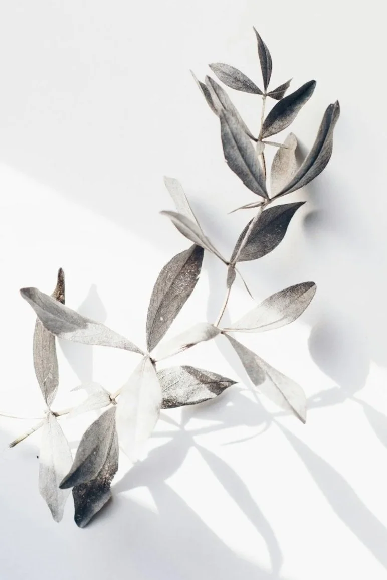 A dried sprig of leaves casting shadows on a white surface. EMDR. Anxiety. Shame. Women. NC. Therapy. Virtual.