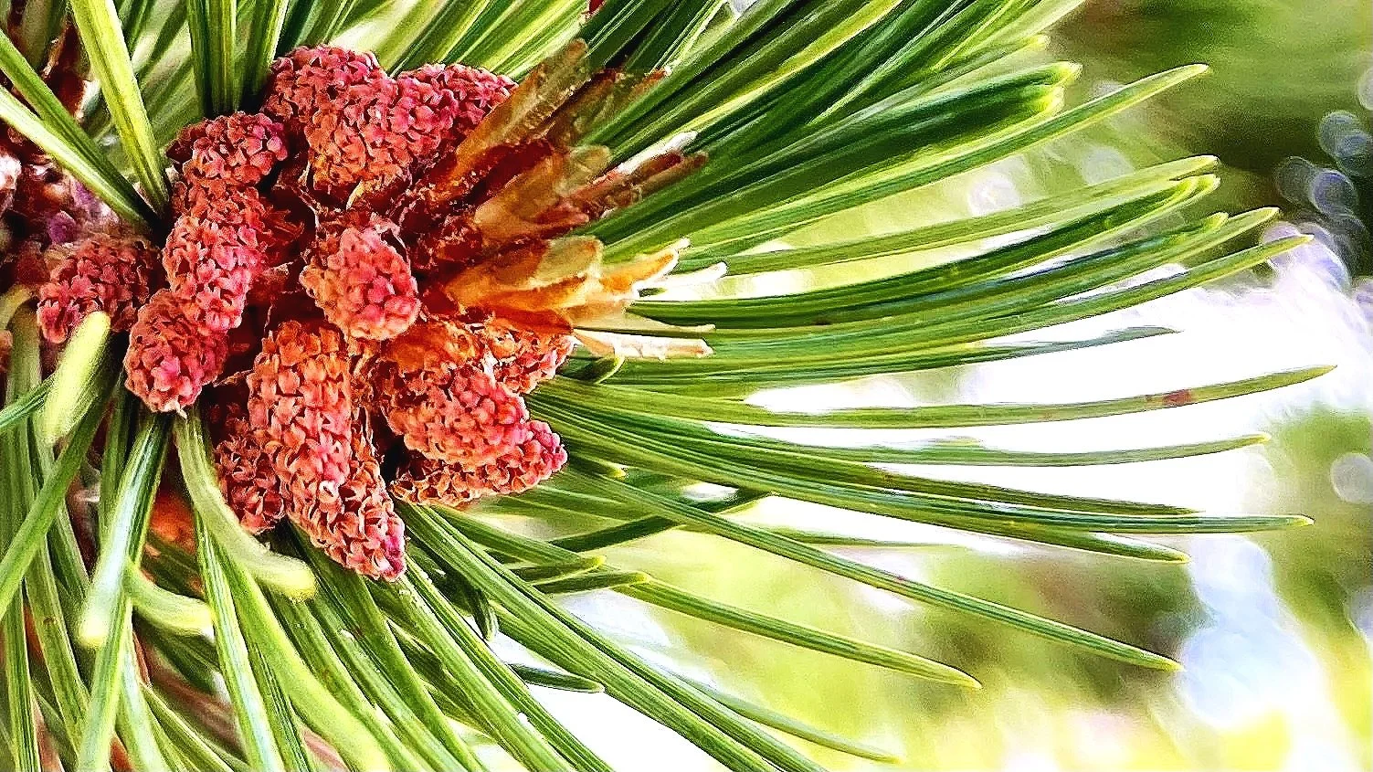 Pink pine cone-like cluster of small flowers surrounded by green pine needles.