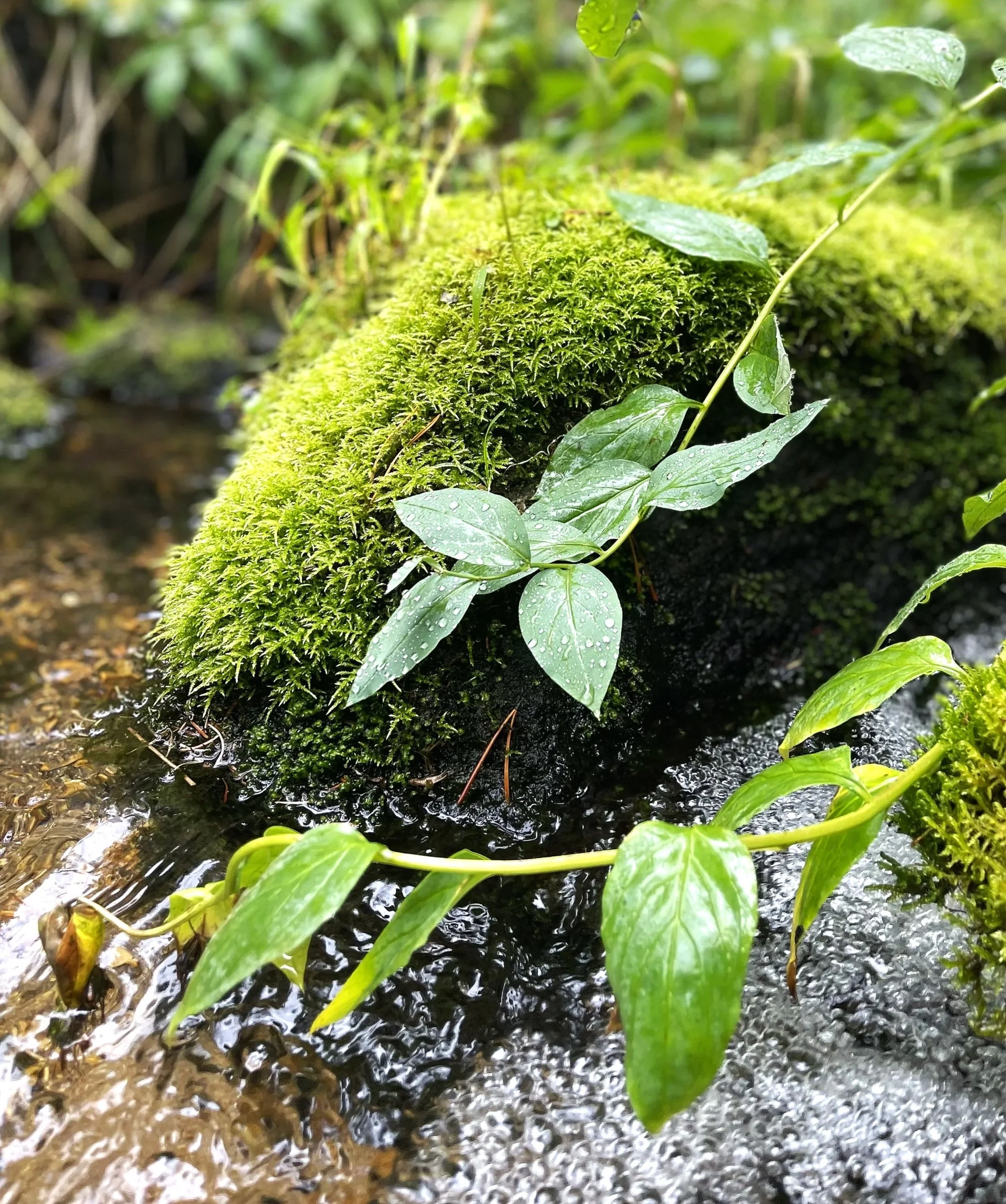 Close-up of moss-covered rock in a stream with green leaves and water droplets on the leaves.