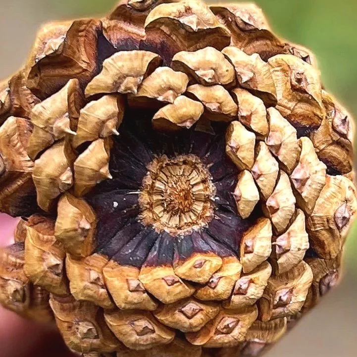 Close-up of a pine cone showing its scales and detailed center.
