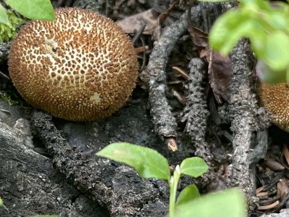 Close-up of a brown, textured fungus growing on dark soil with small green leaves and twigs nearby.
