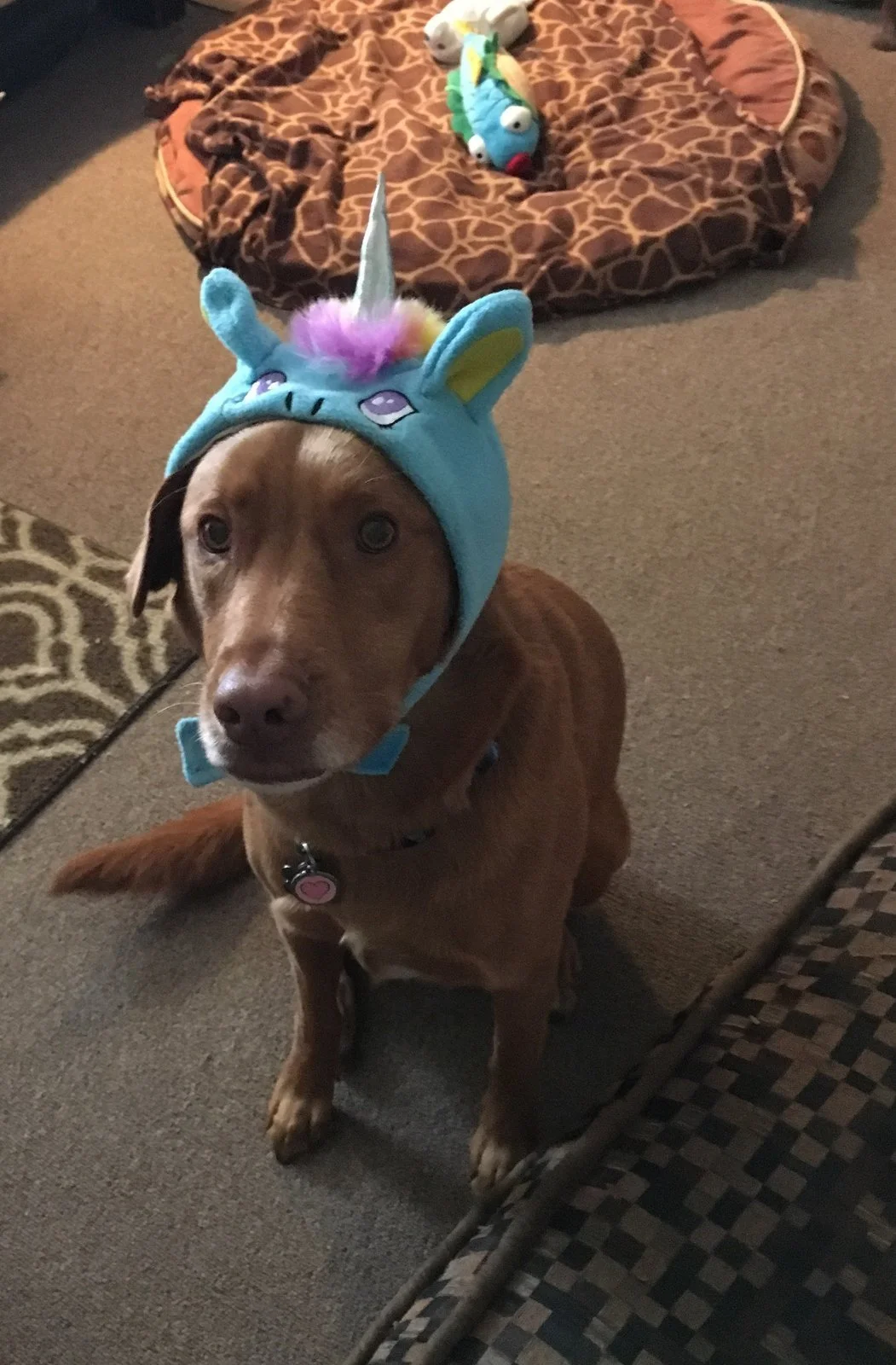 A brown dog wearing a blue plush unicorn hat with a horn sits on carpet, with a giraffe-print pet bed and toys in the background.