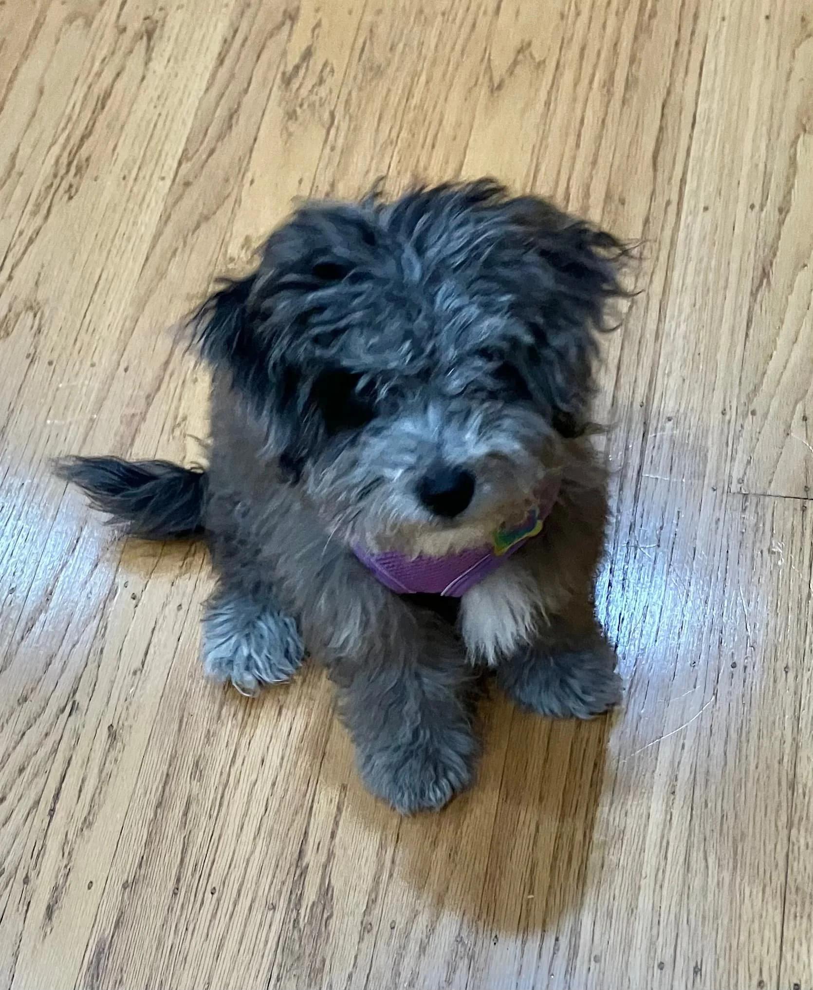 Adorable small fluffy puppy with a mix of gray and black fur sitting on a wooden floor, wearing a pink harness in Oakland, CA.