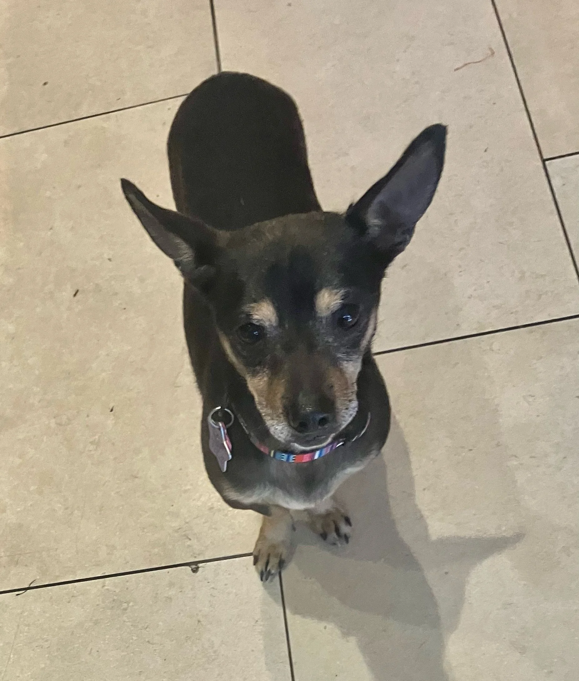 A small black and tan dog with large ears looking up while standing on a tiled floor  in Oakland, CA.