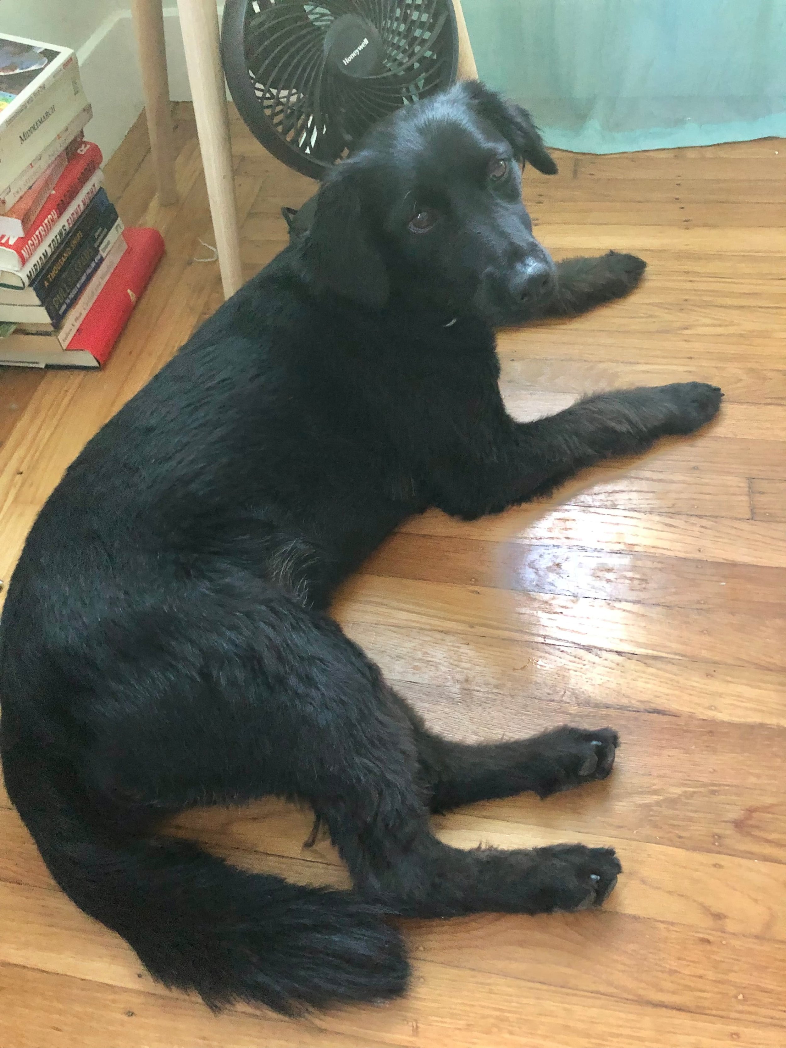 A black dog with long fur lying on a wooden floor, looking at the camera, with a fan and a stack of books nearby in Oakland, CA.