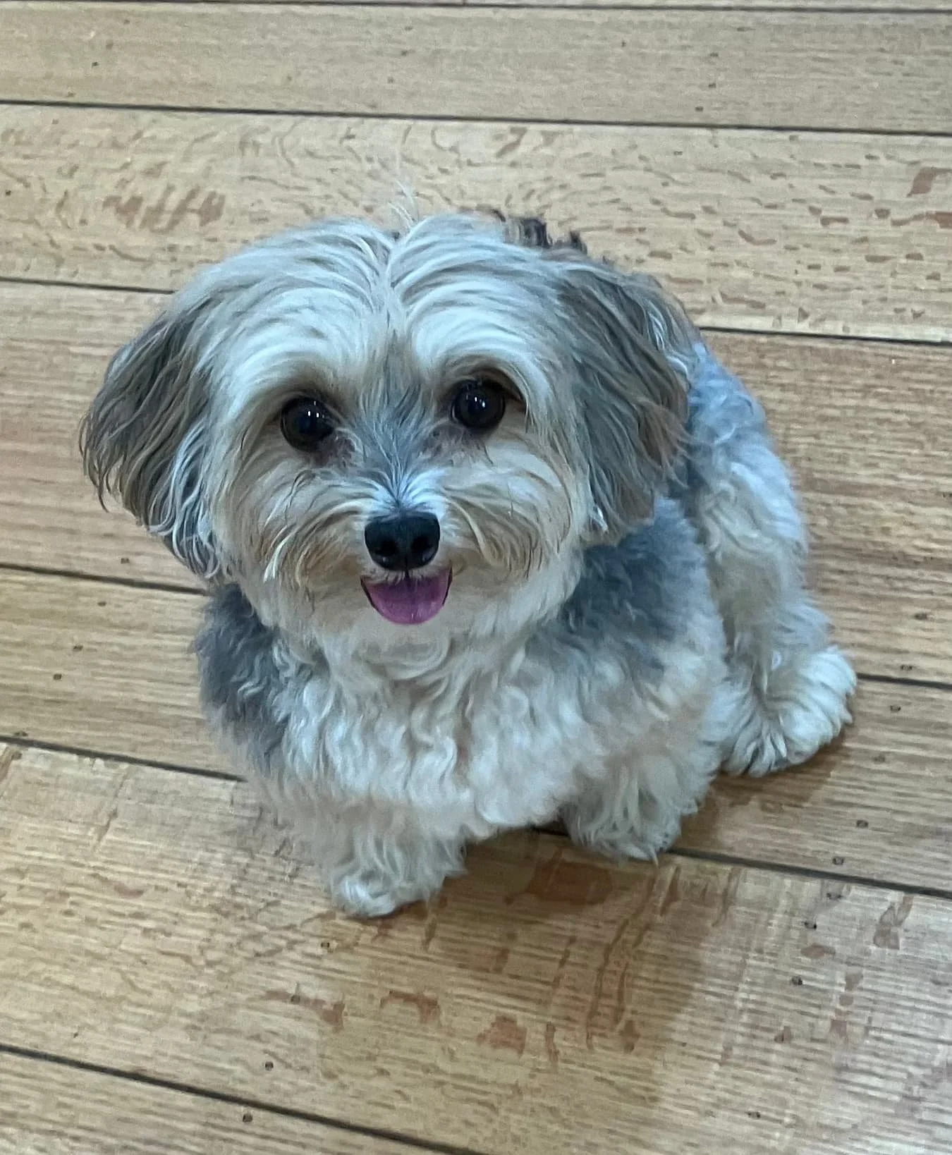 A small, fluffy dog with curly fur and a tan, black, and gray coat sitting on a wooden floor, looking at the camera with an open mouth and tongue slightly out in Oakland, CA.