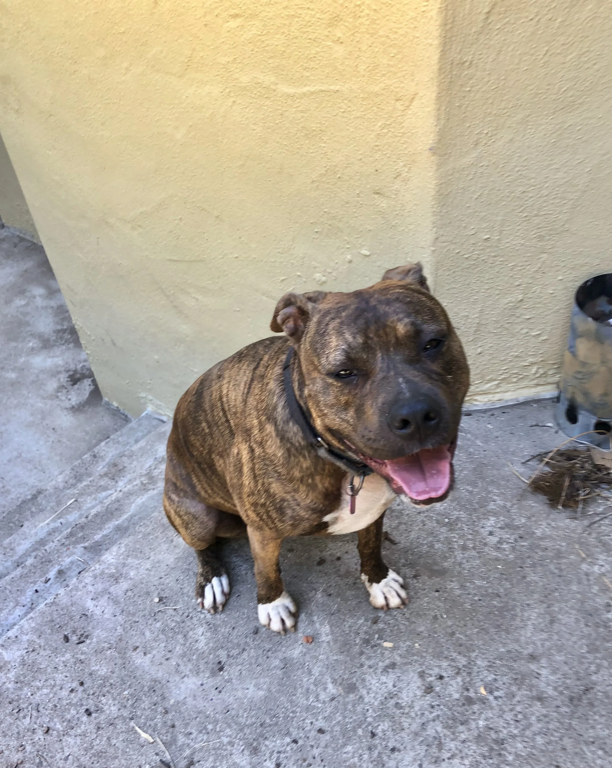 A happy brown brindle dog with a white chest and paws, sitting on a concrete patio next to a yellow stucco wall, with its mouth open and tongue out  in Oakland, CA.
